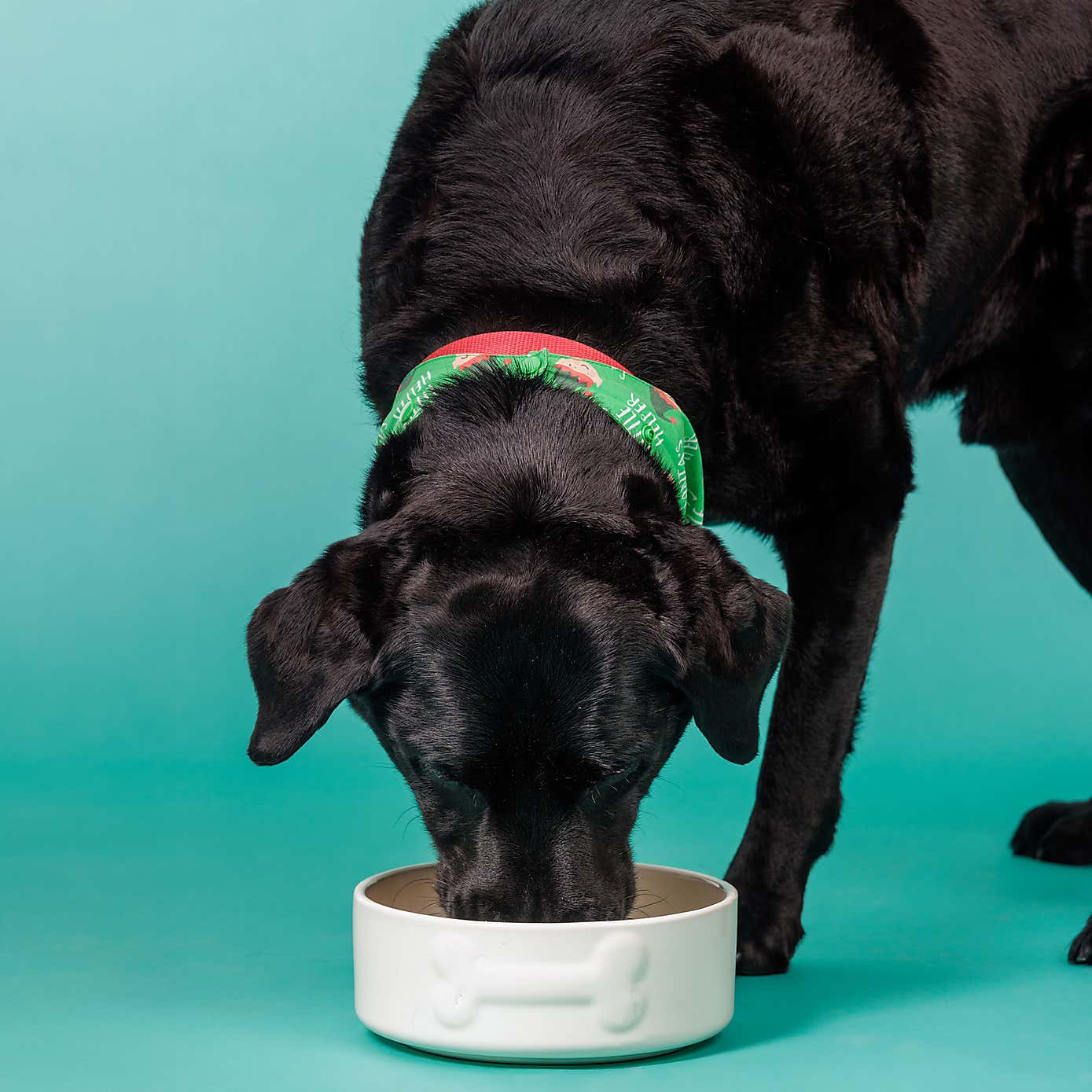 Mason Cash Set of 2 Bone Dog Bowls