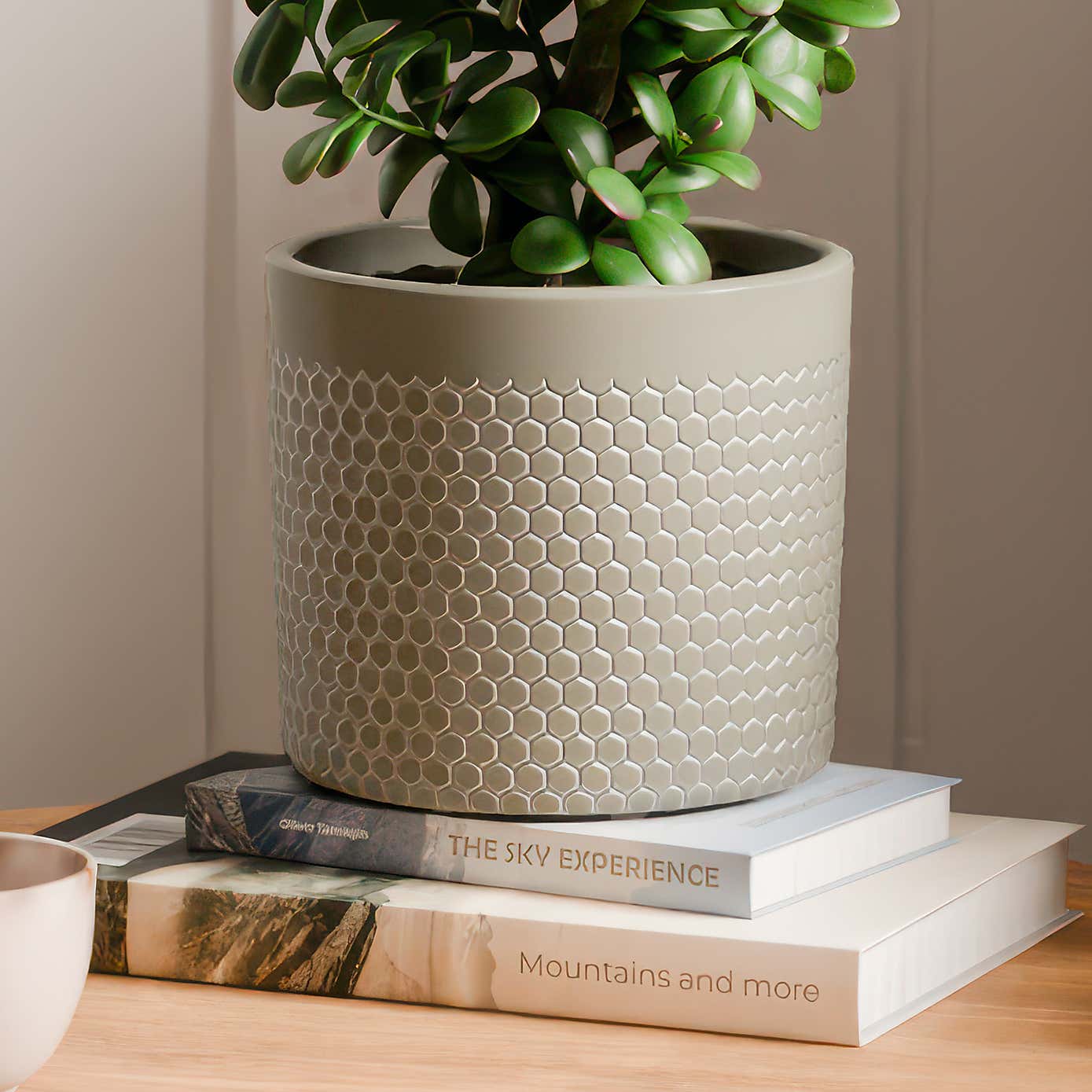 Jade House Plant in Capri Pot