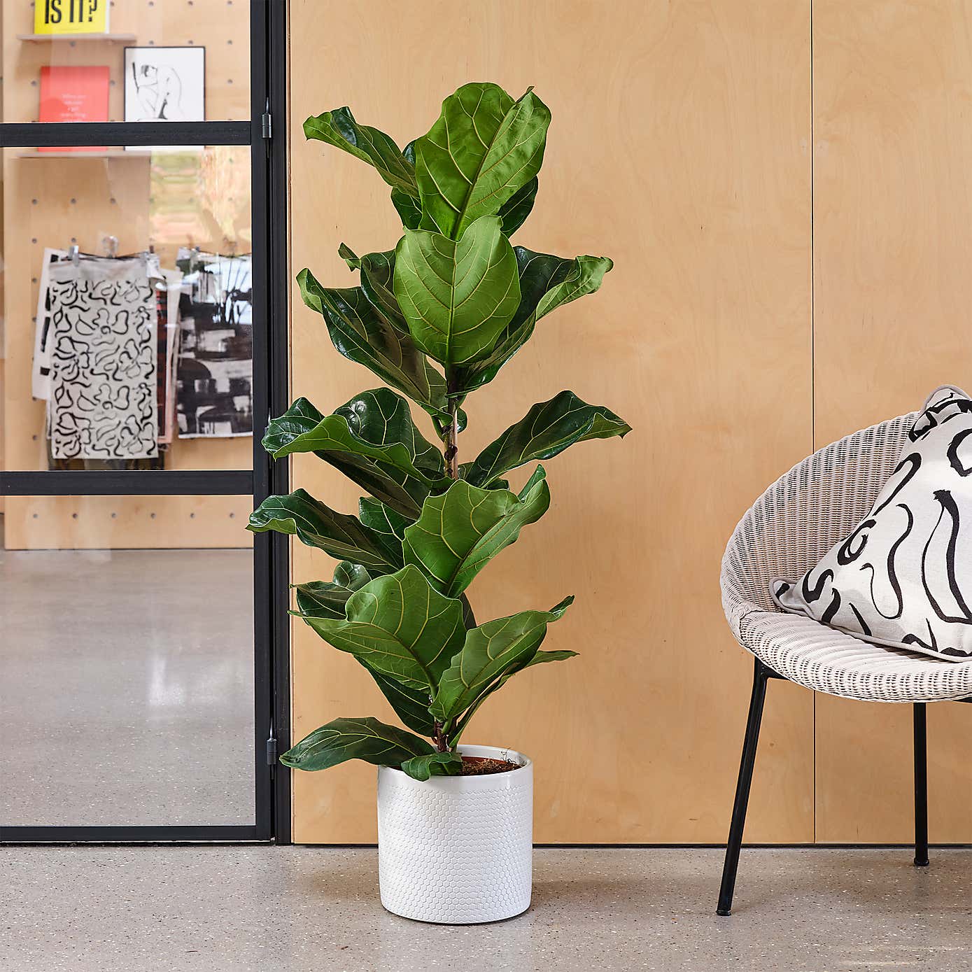 Fiddle Leaf Fig House Plant in Capri Pot