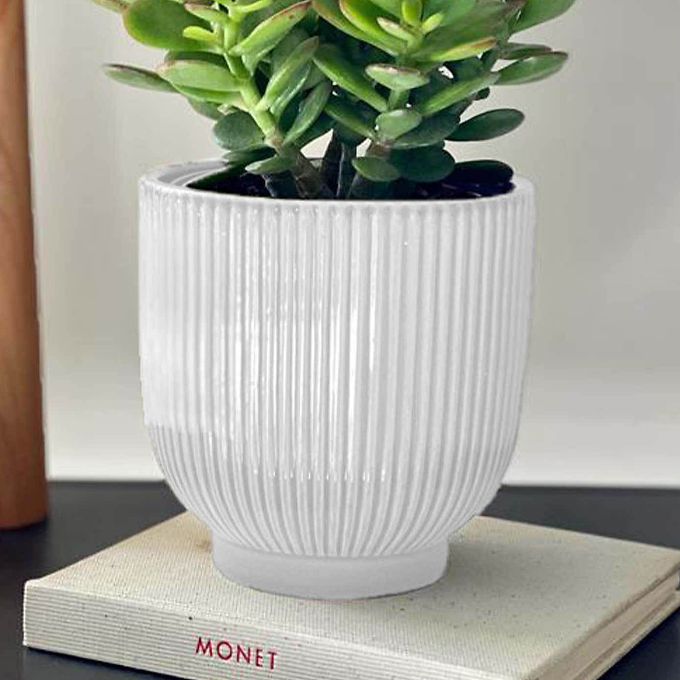 Jade House Plant in Ribbed Pot