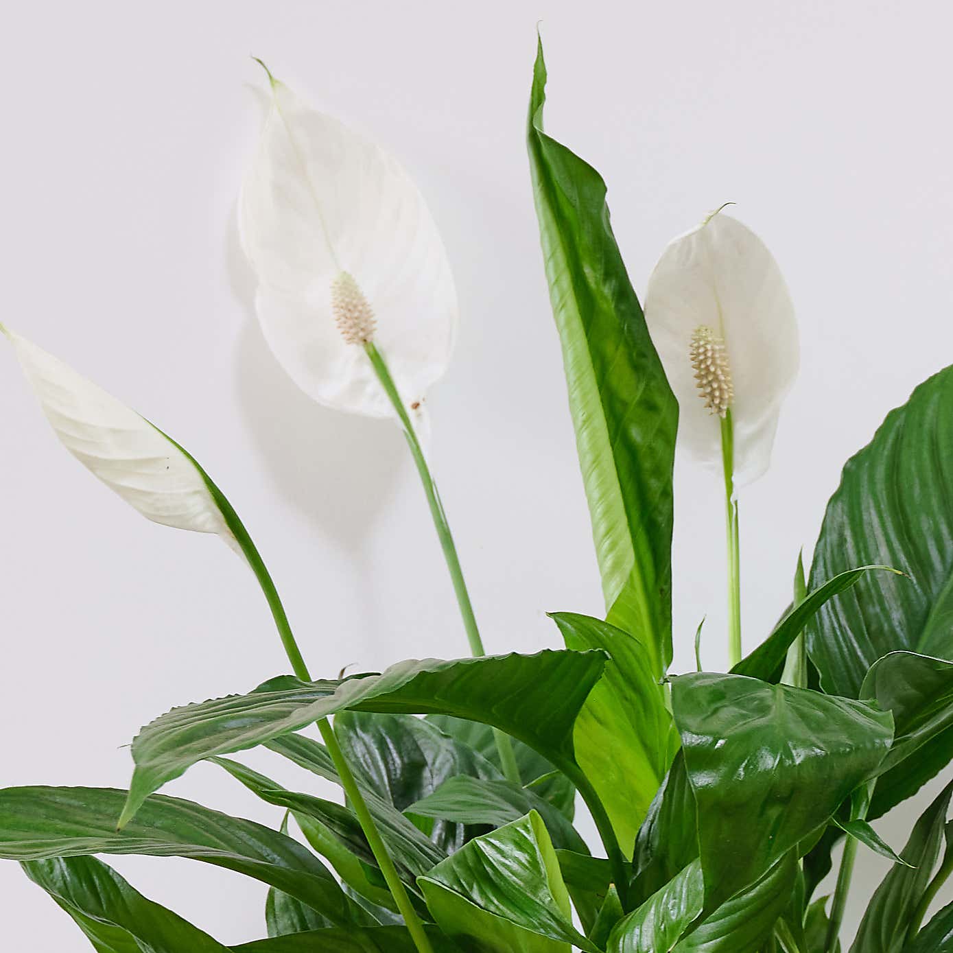 Peace Lily House Plant in Earthenware Pot