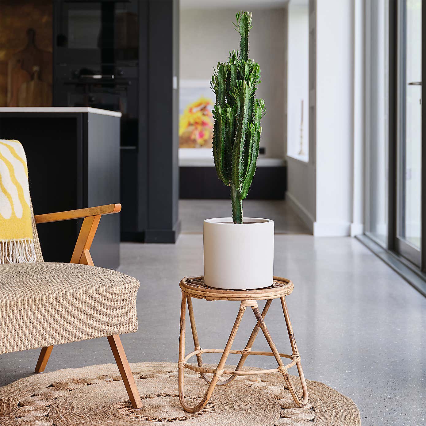 Euphorbia Trigona House Plant in Earthenware Pot