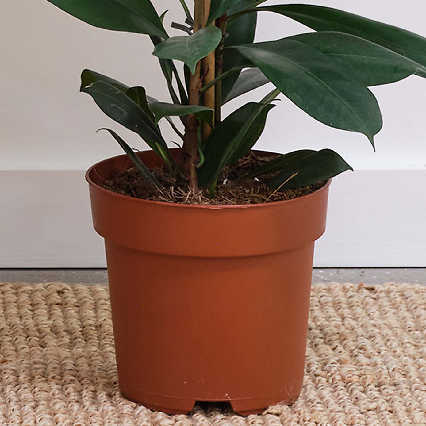 African Fig House Plant