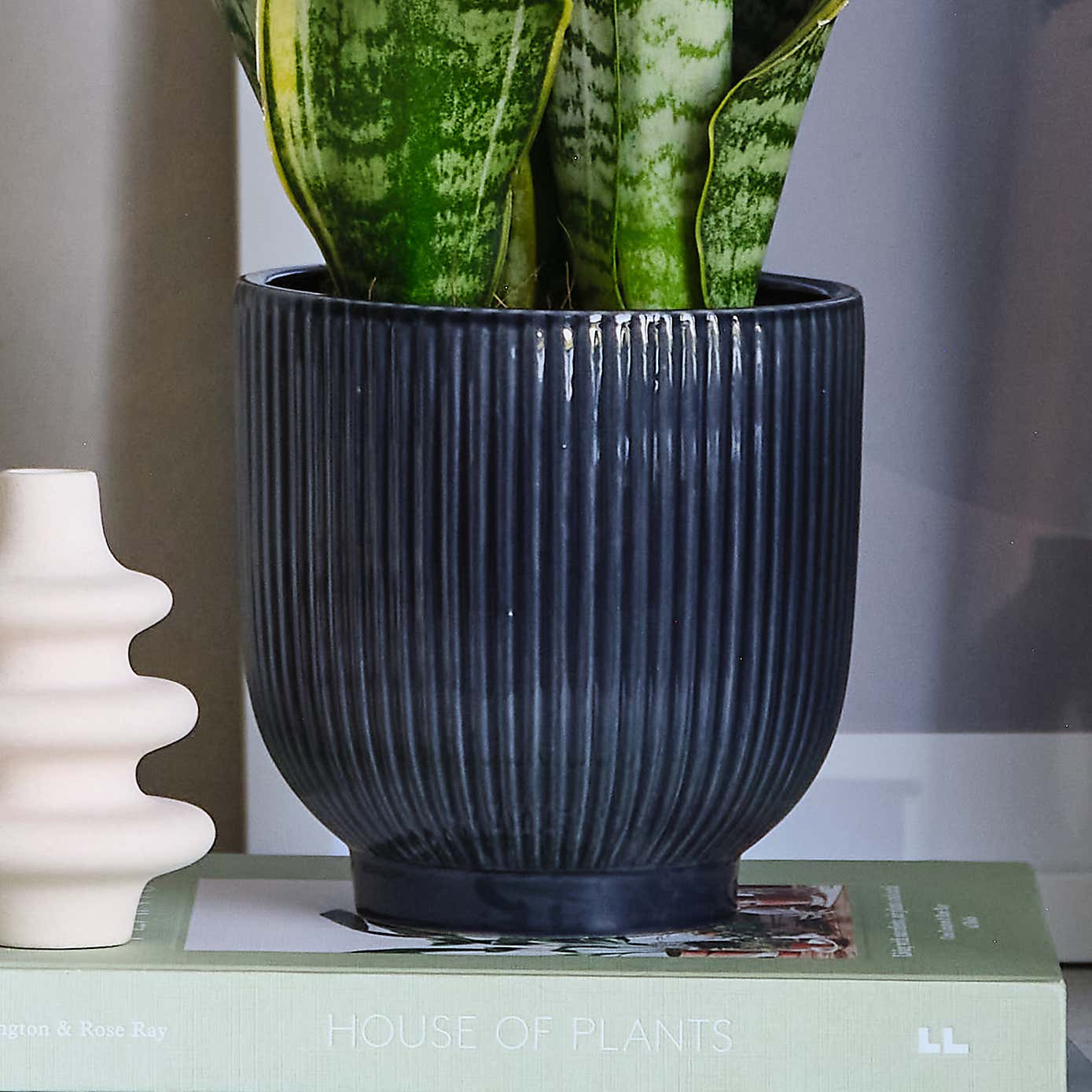 Air Purifying Potted House Plant Bundle