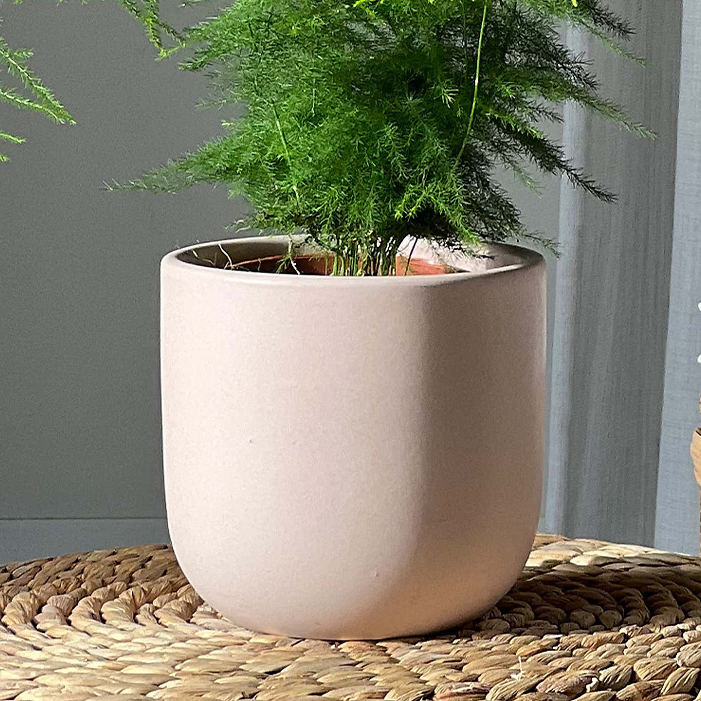 Asparagus Fern Potted House Plant Bundle