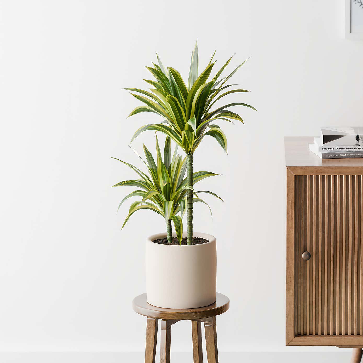 Dracaena Lemon & Lime House Plant in Earthenware Pot