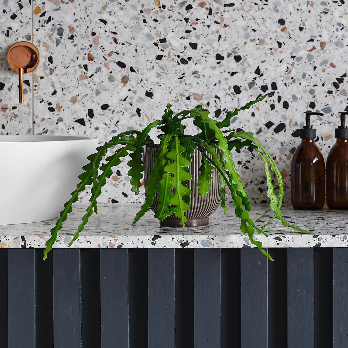 Fishbone Cactus House Plant in Ribbed Pot