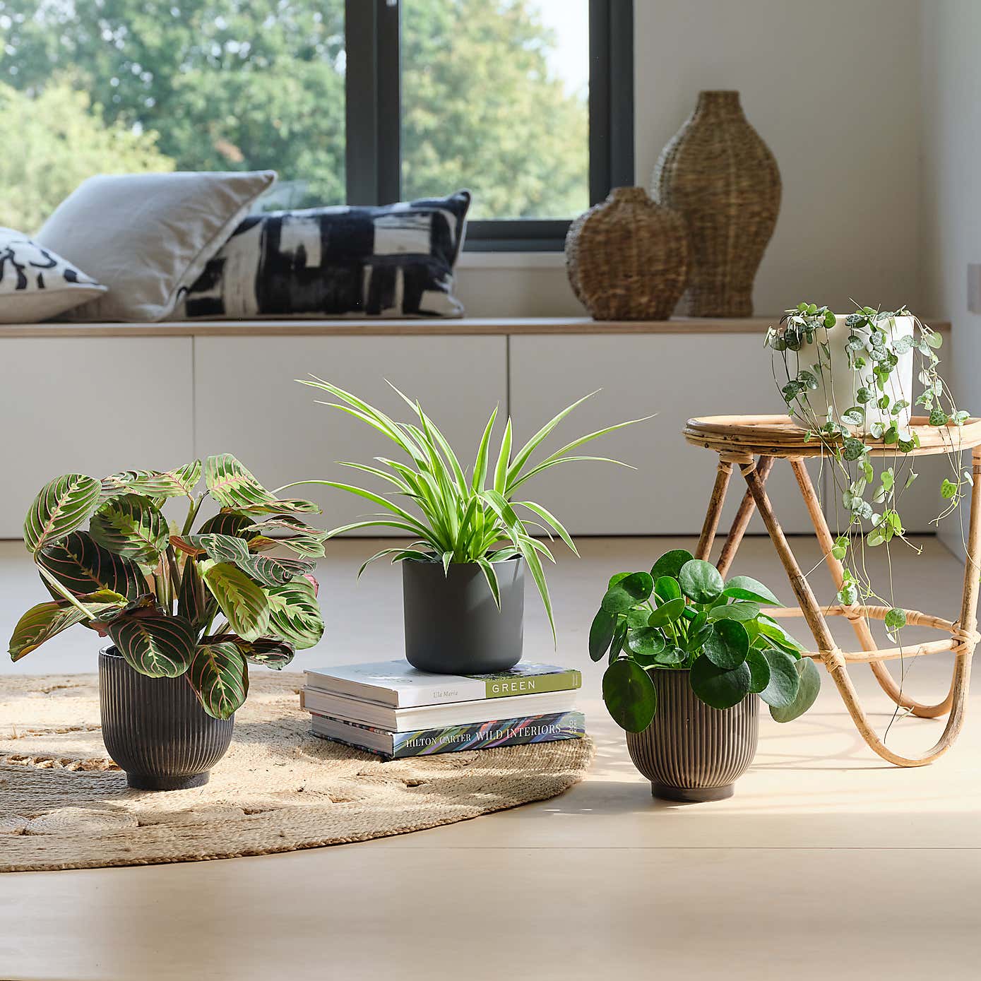 Pet Friendly Potted House Plant Bundle