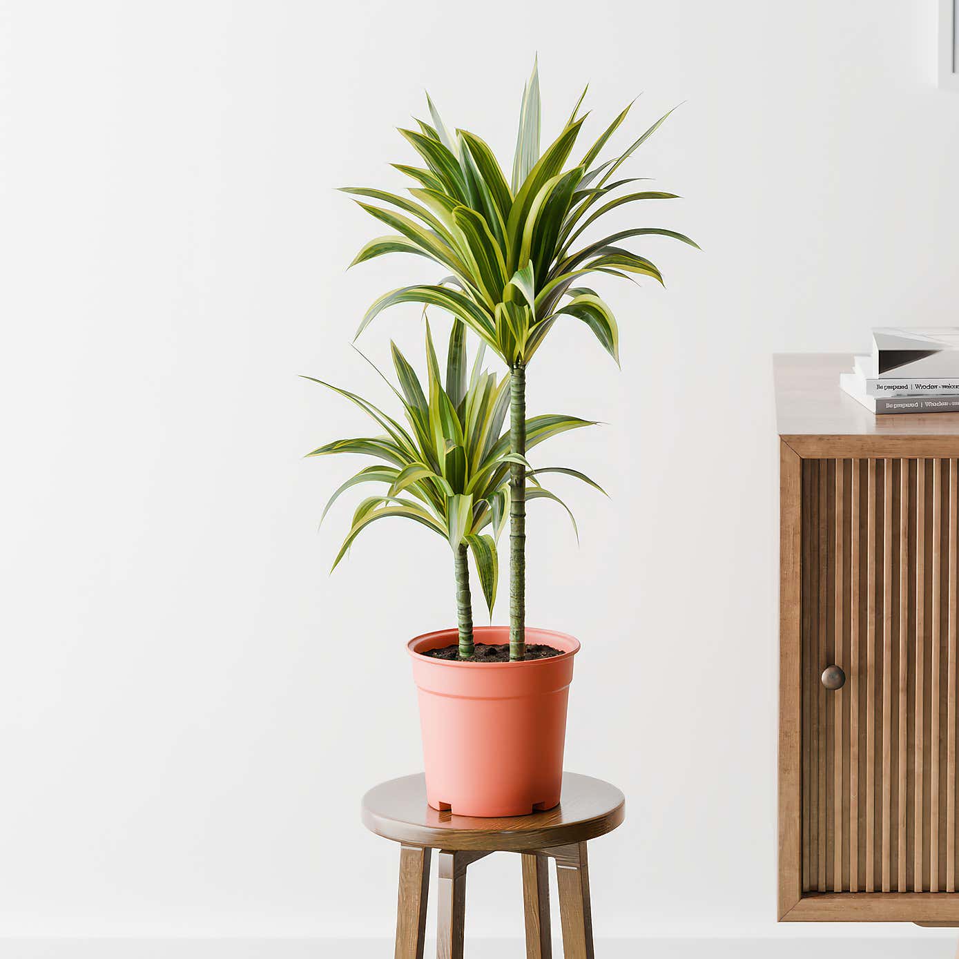 Dracaena Lemon & Lime House Plant