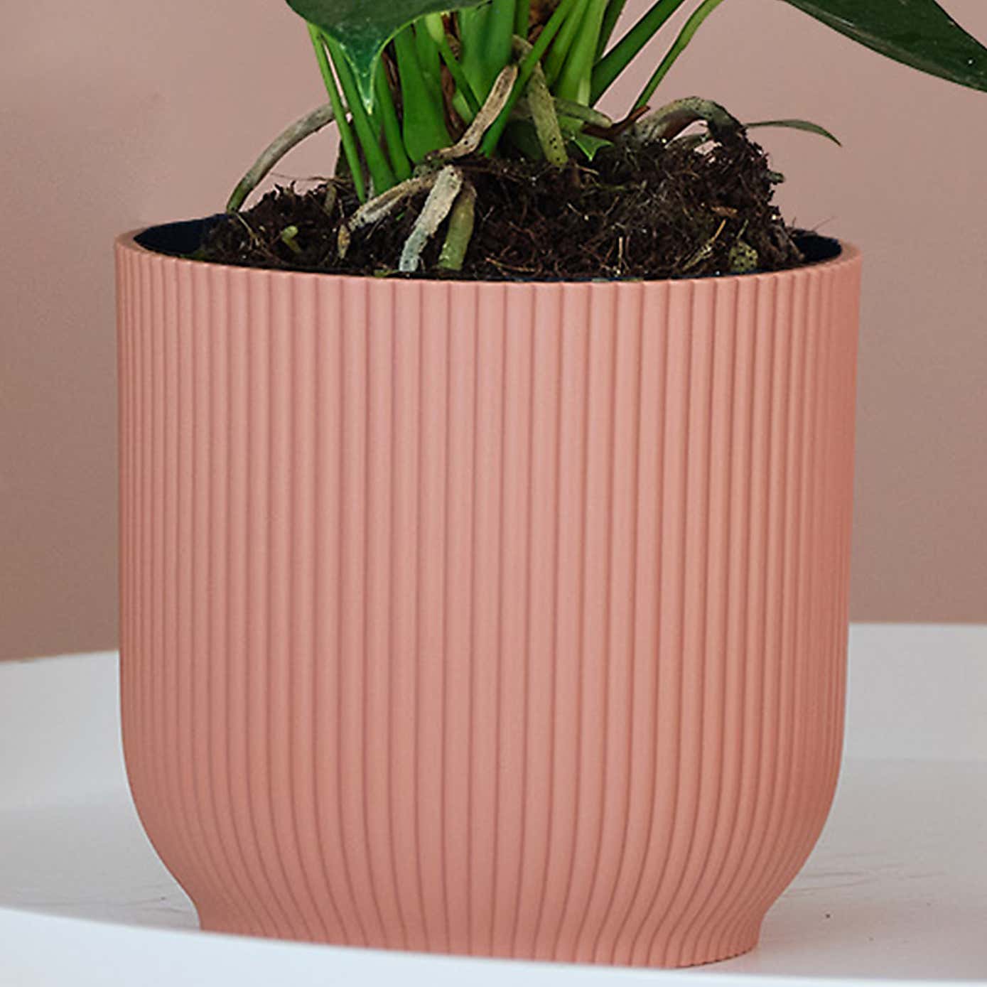 Peach Anthurium House Plant in Elho Pot