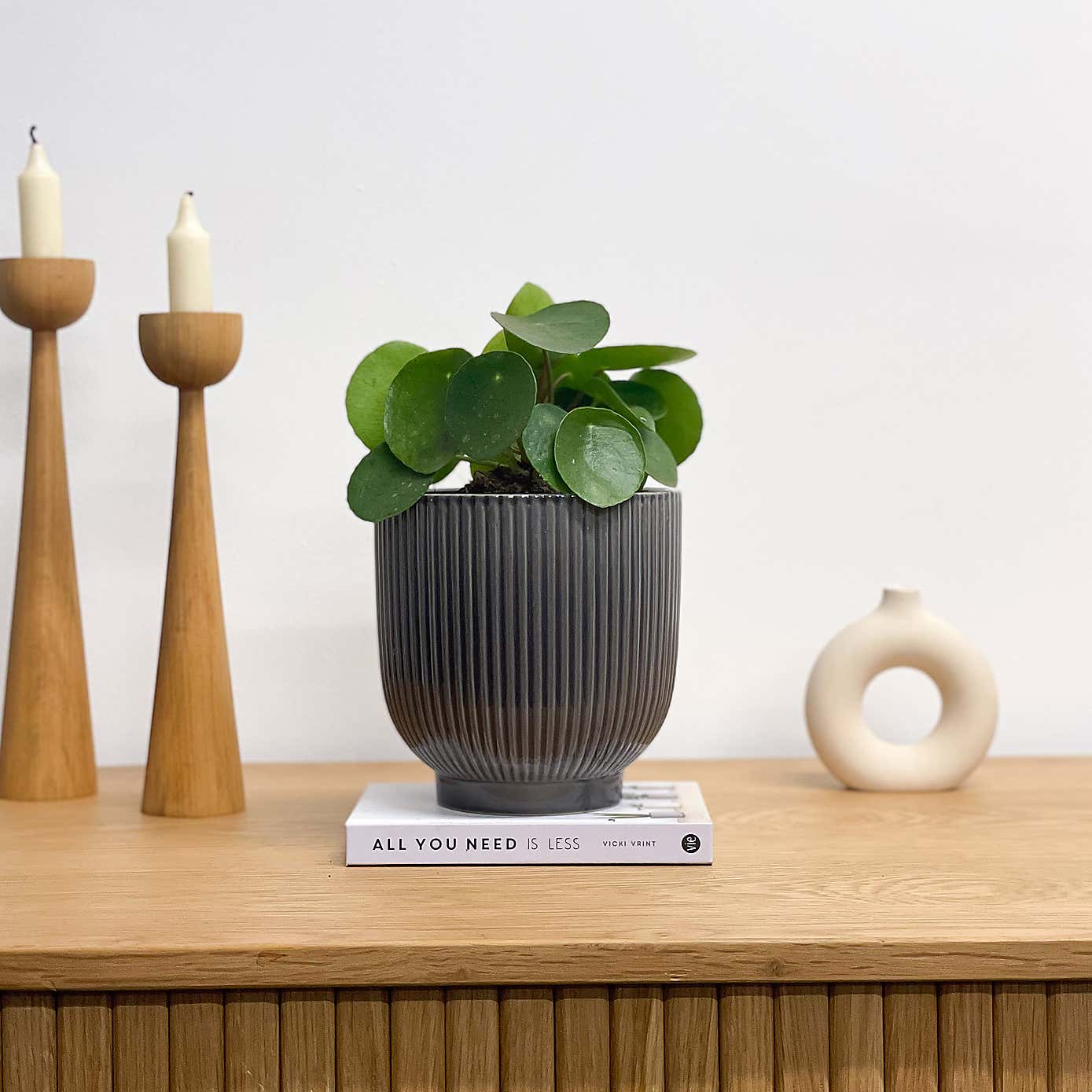 Chinese Money House Plant in Ribbed Pot