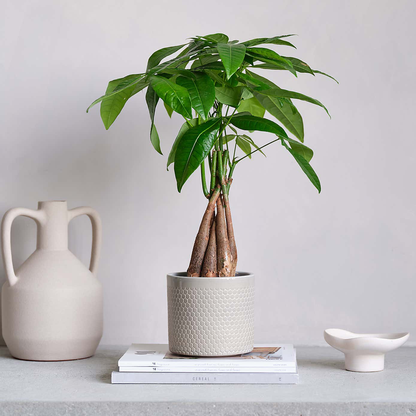 Money Tree House Plant in Capri Pot