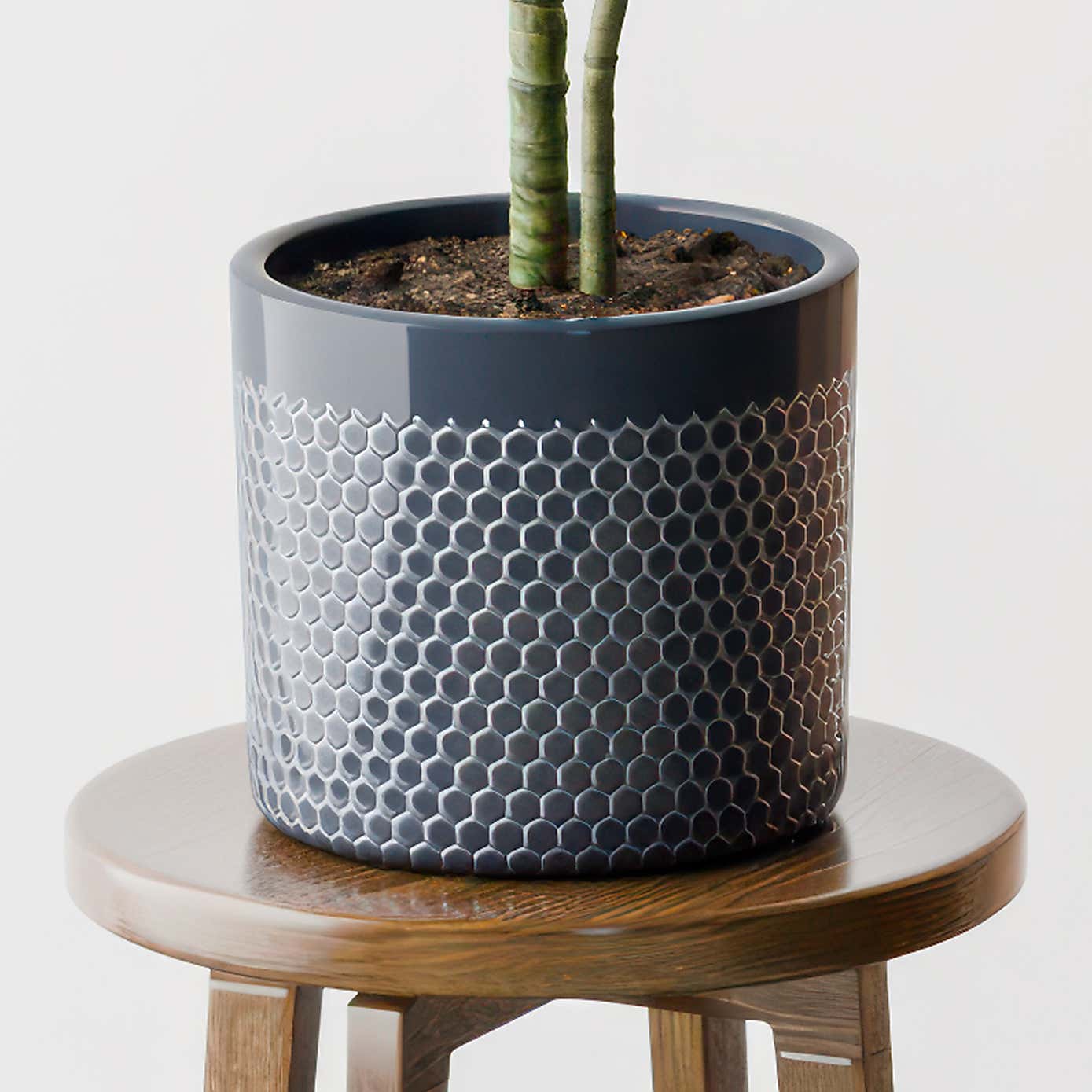 Beards & Daisies Dracaena Warneckei House Plant in Capri Pot