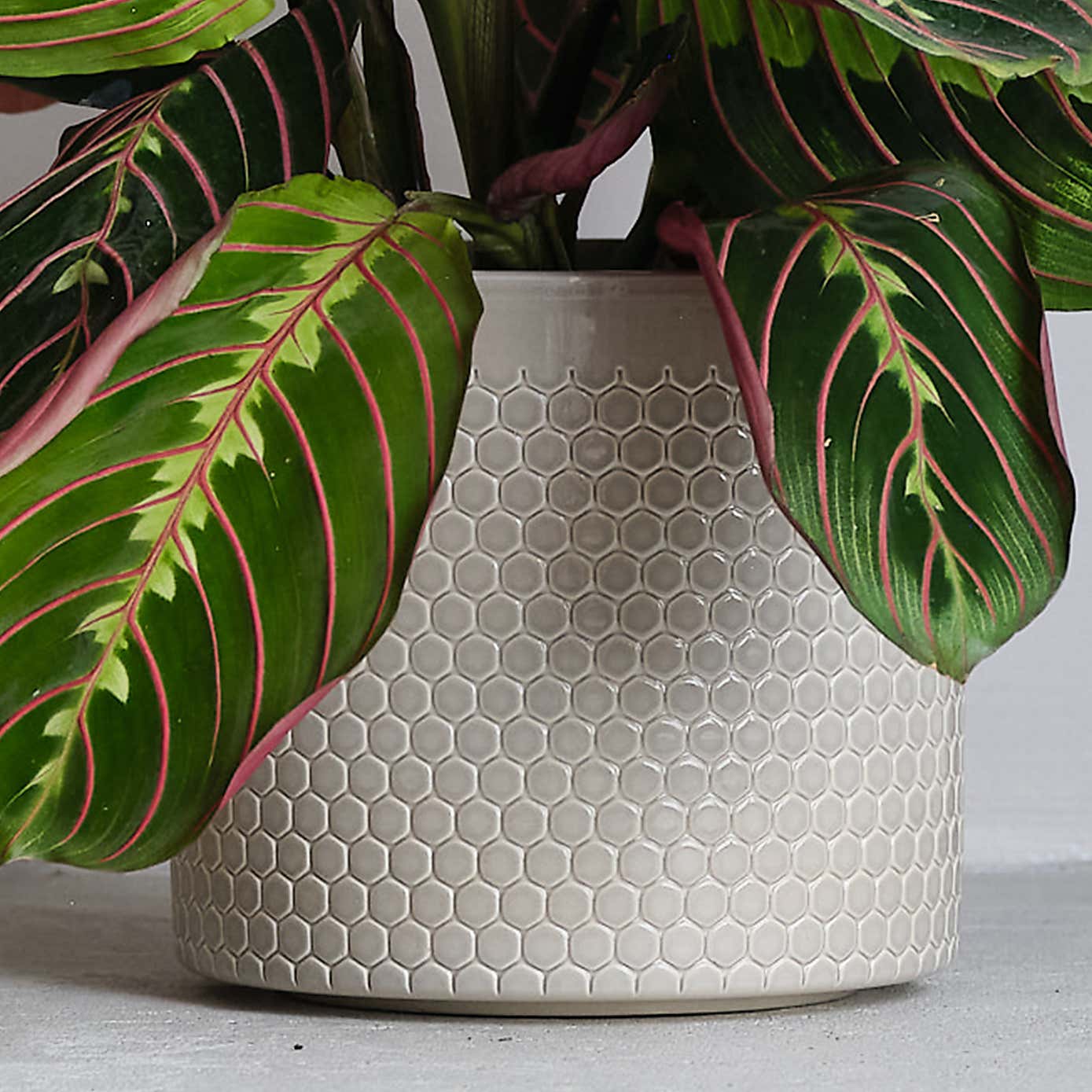 Prayer House Plant in Capri Pot