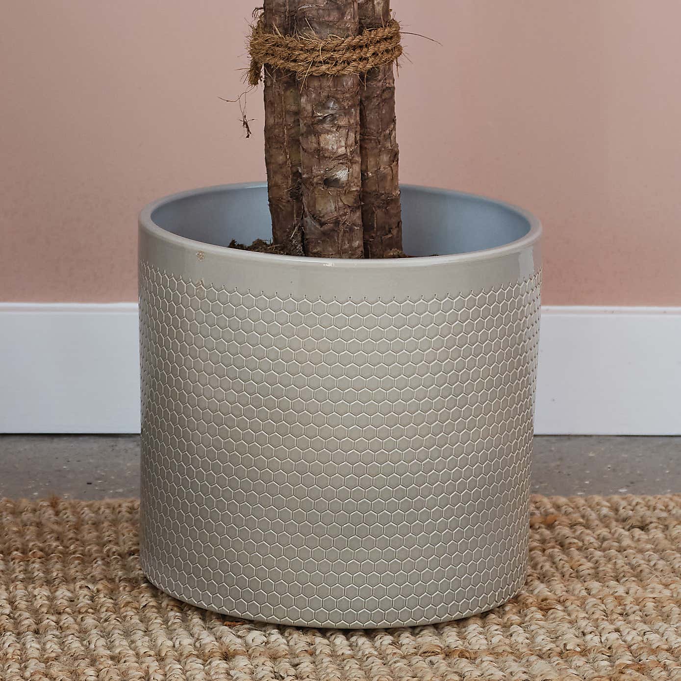 Yucca House Plant in Capri Pot