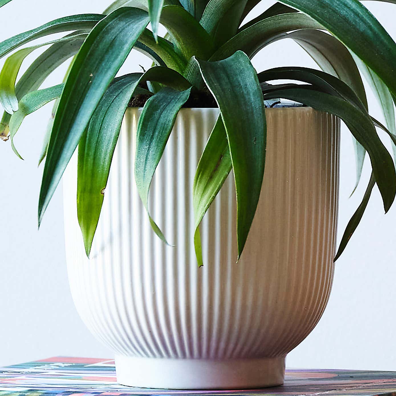 Pineapple House Plant in Ribbed Pot