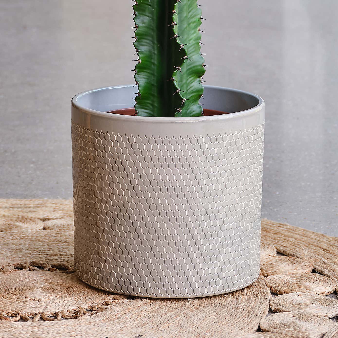 Euphorbia Trigona House Plant in Capri Pot