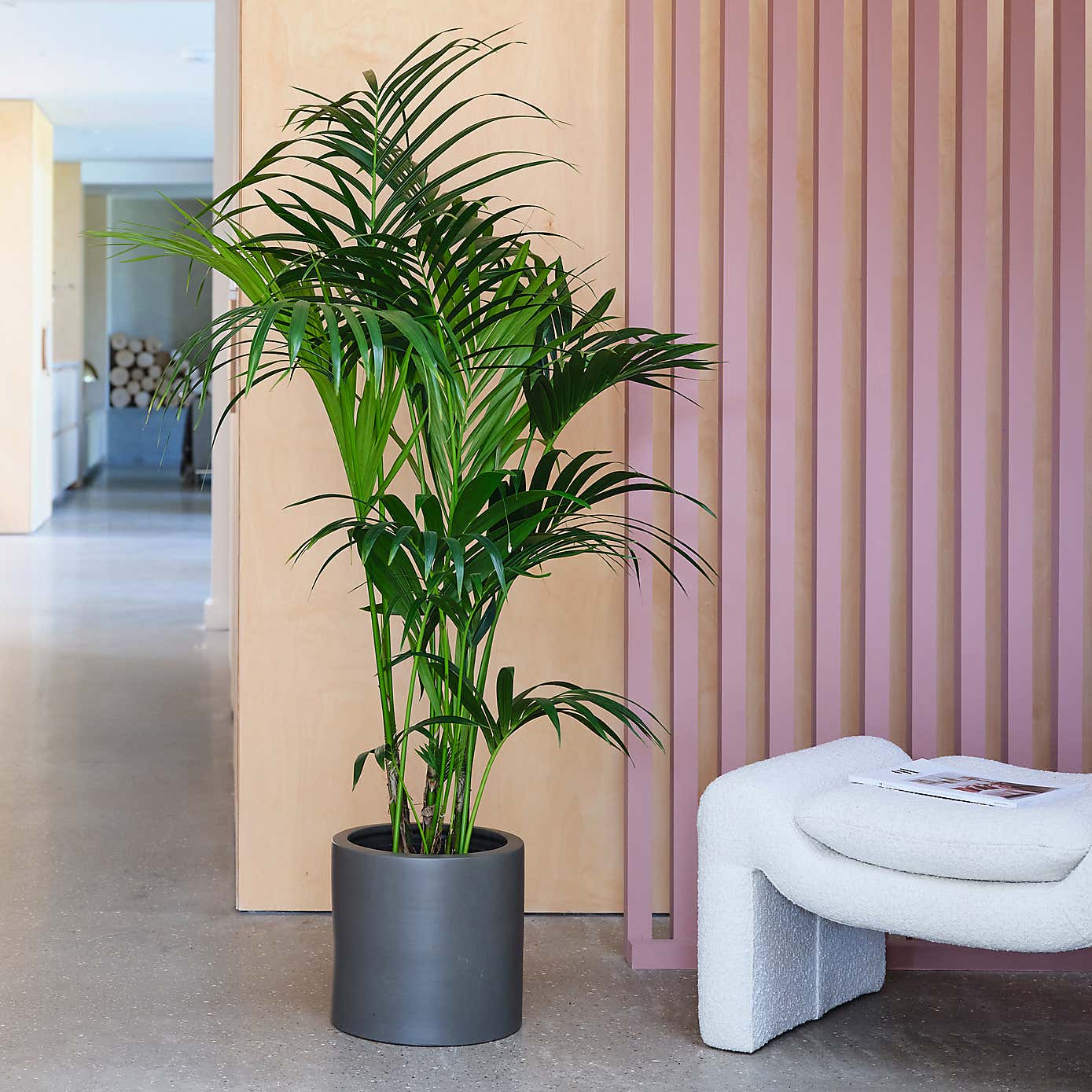 Kentia Palm House Plant in Earthenware Pot