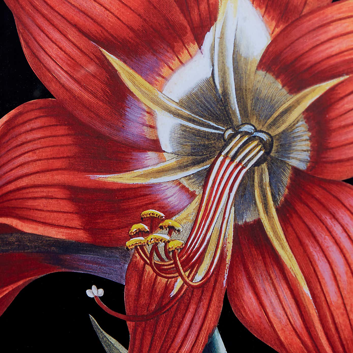 Amaryllis Framed Print