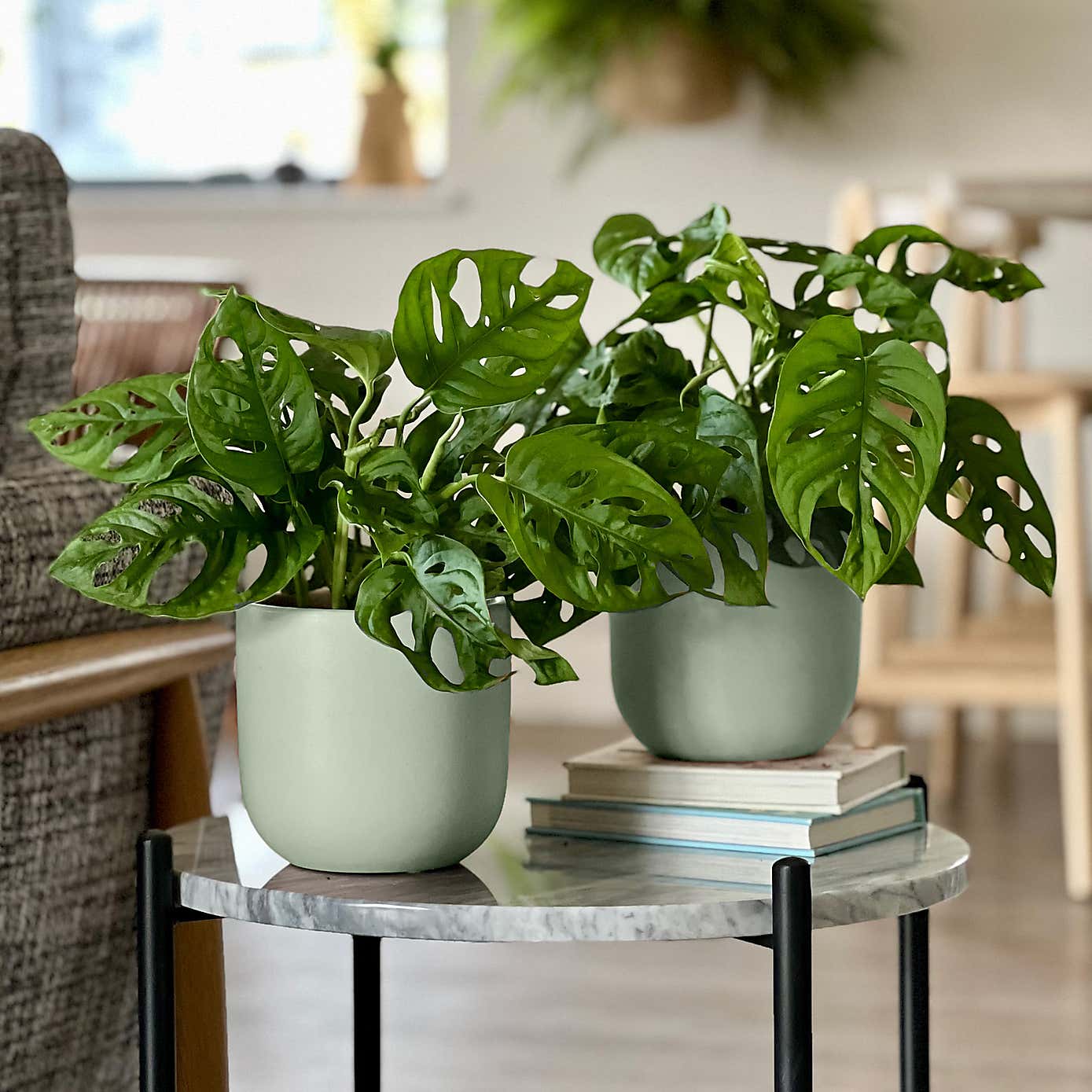 Swiss Cheese Obliqua Potted House Plant Bundle