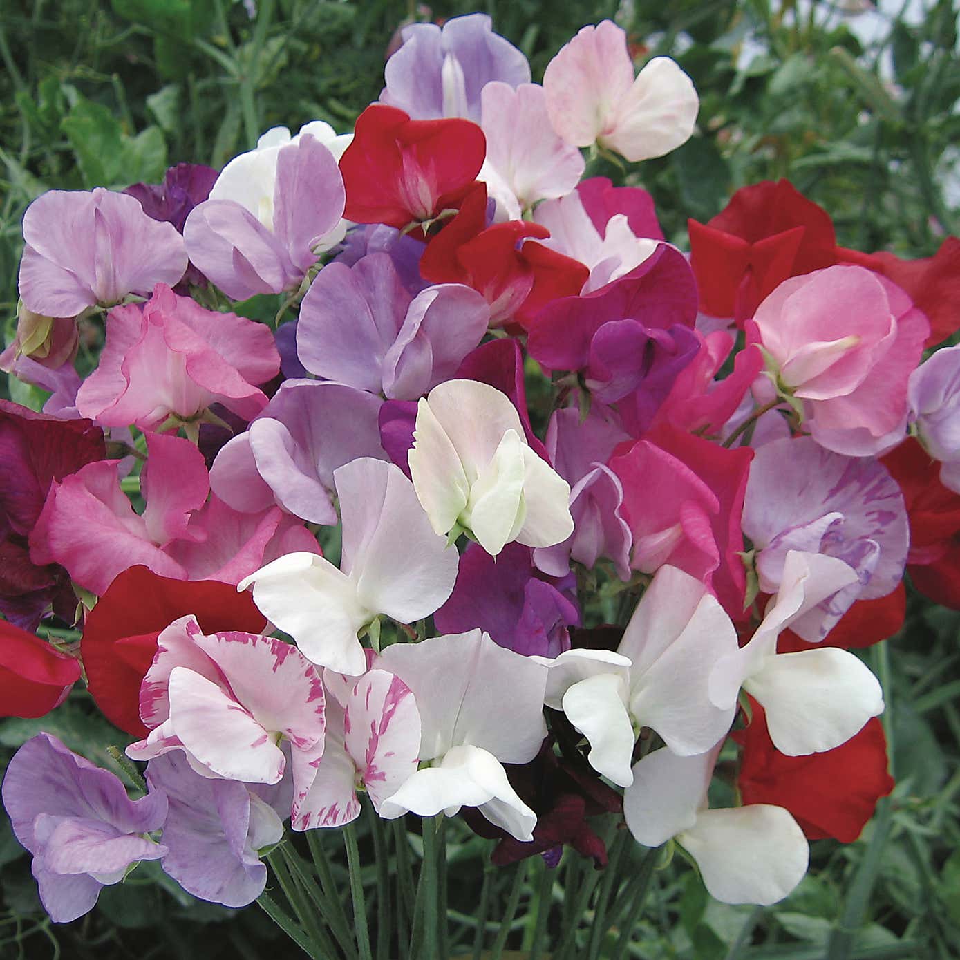 Taylor's Bulbs Terracotta Pot with Text