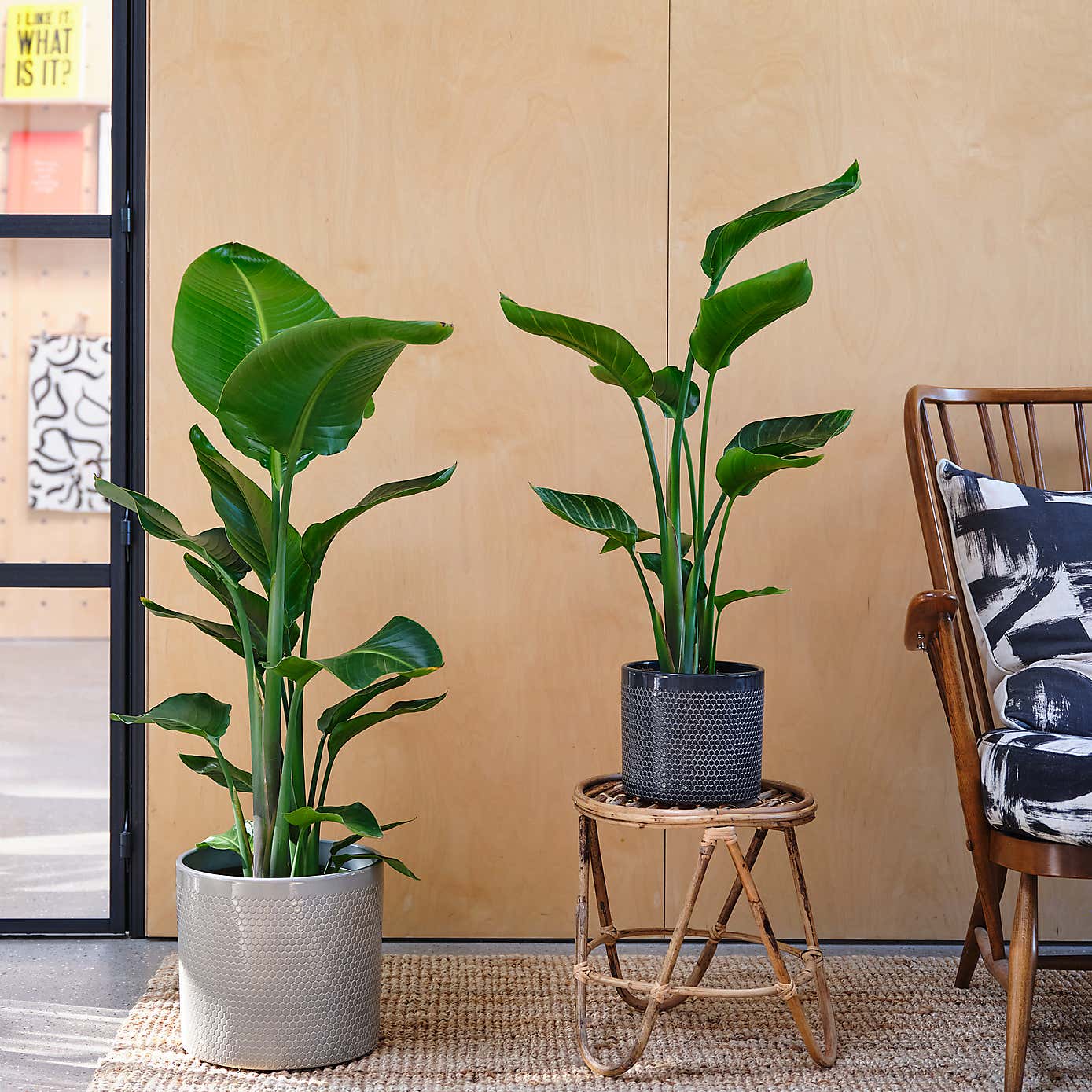 Bird Of Paradise House Plant in Capri Pot