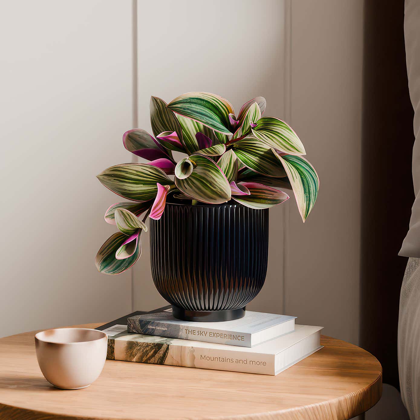 Tradescantia Nanouk House Plant in Ribbed Ceramic Pot