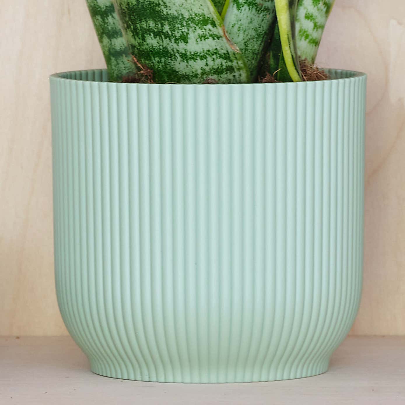 Beards & Daisies Snake Plant House Plant in Vibes Pot