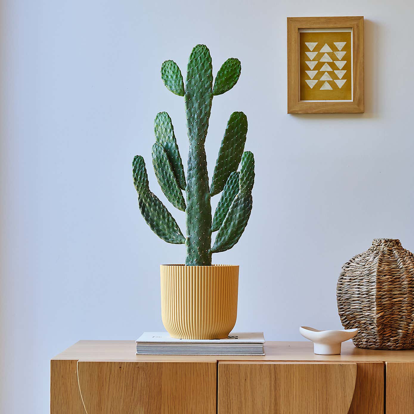 Cowboy Cactus House Plant in Elho Pot