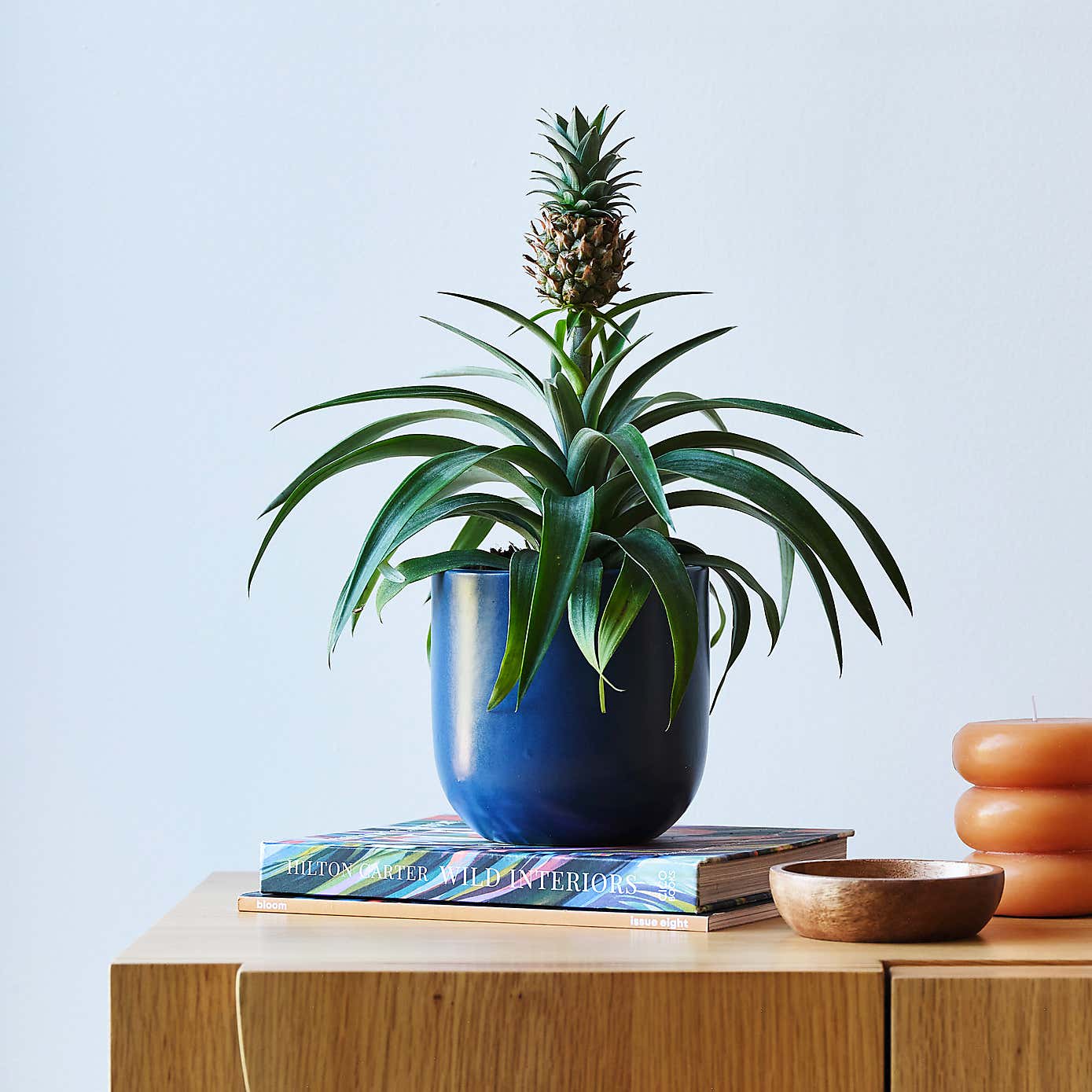 Pineapple House Plant in Earthenware Pot