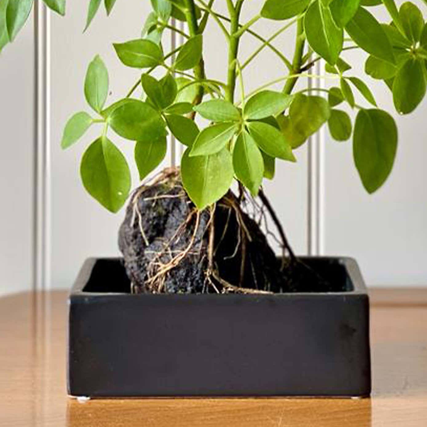 Schefllera on Lava House Plant in Black Ceramic Plant Pot