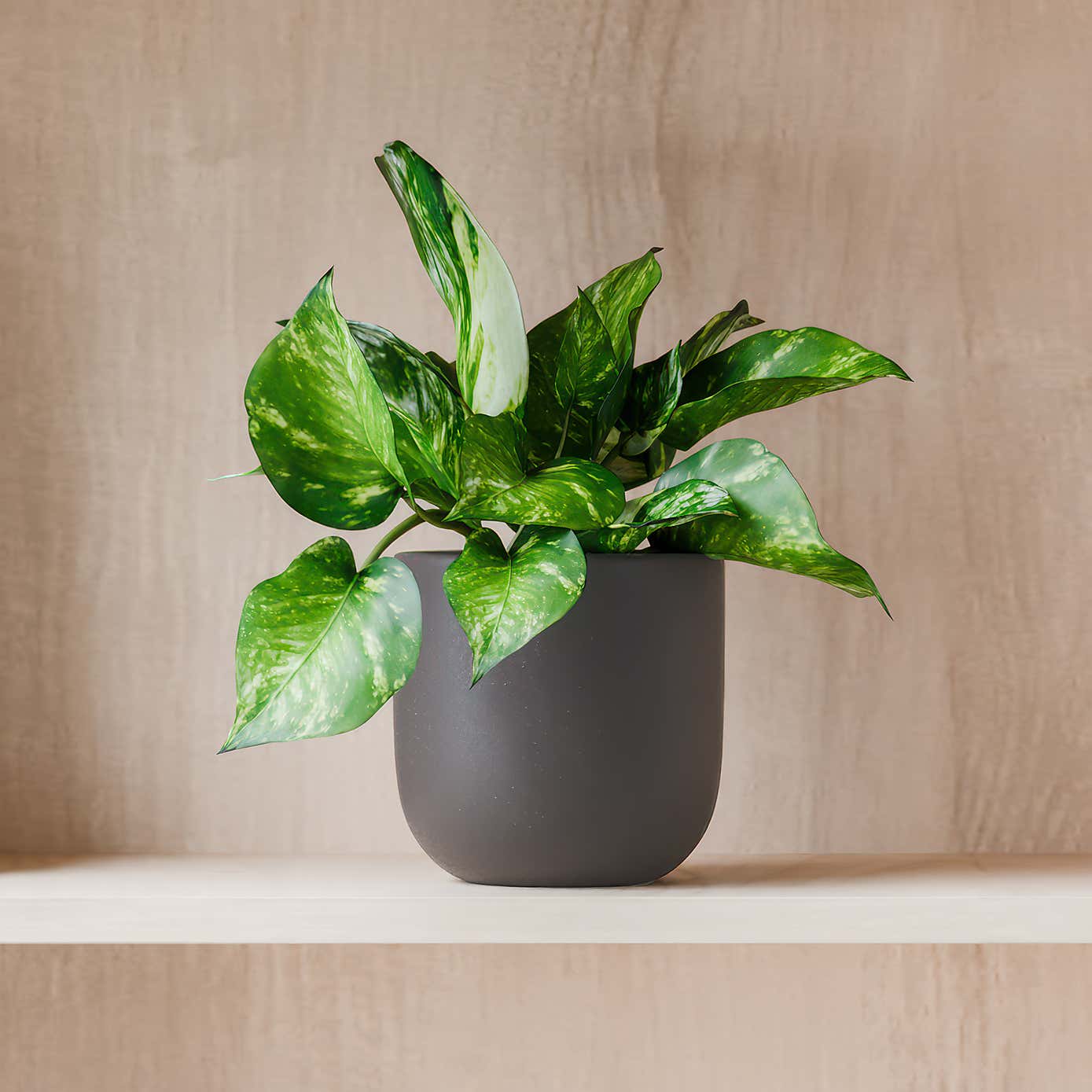 Beards & Daisies Marble Queen Pothos House Plant in Earthenware Pot