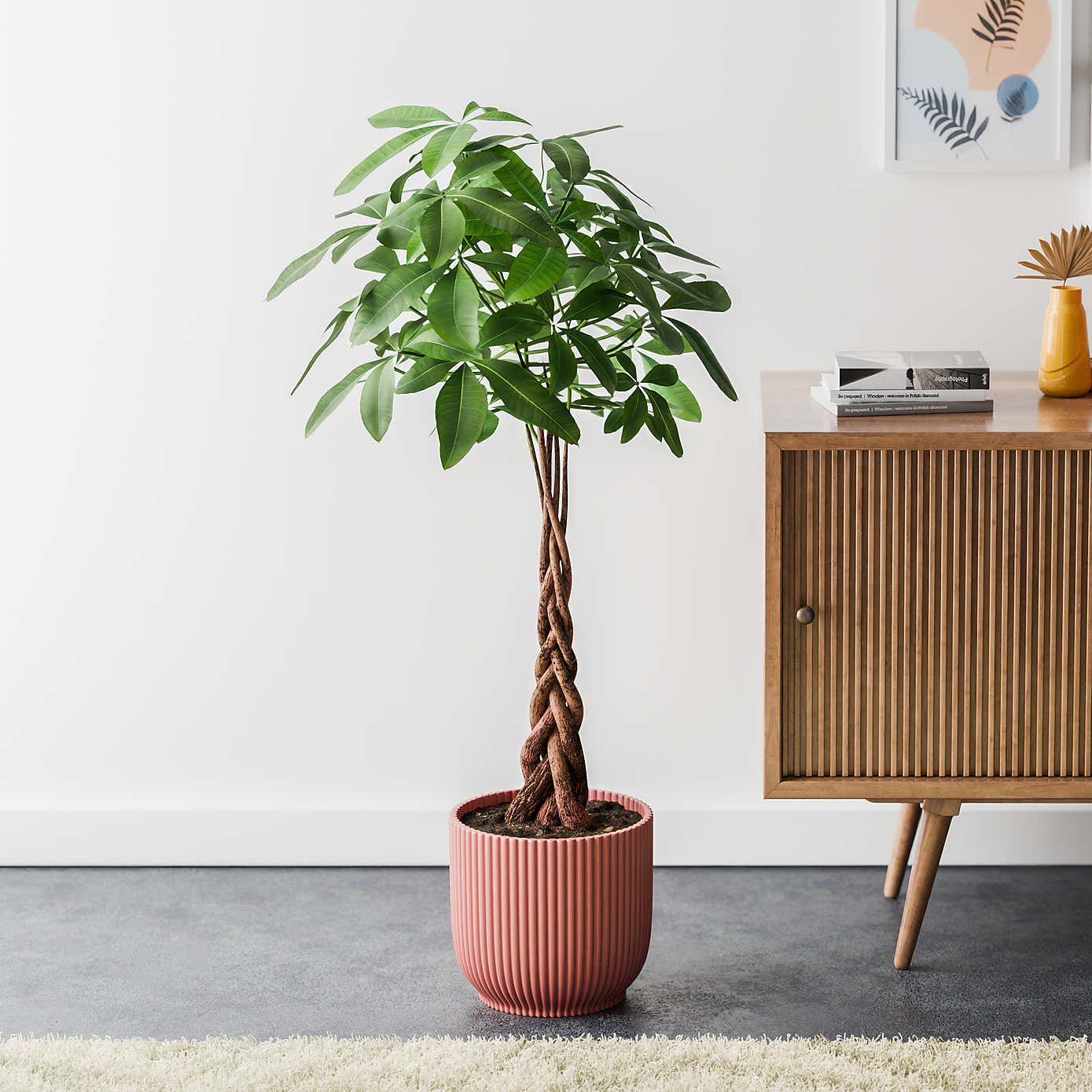 Money Tree House Plant in Elho Pot
