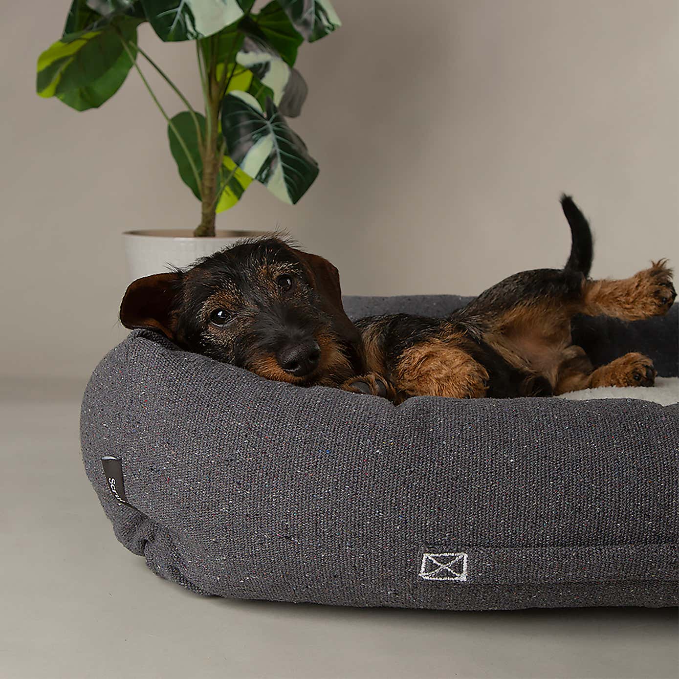 Scruffs 100% Recycled Eden Dog Box Bed