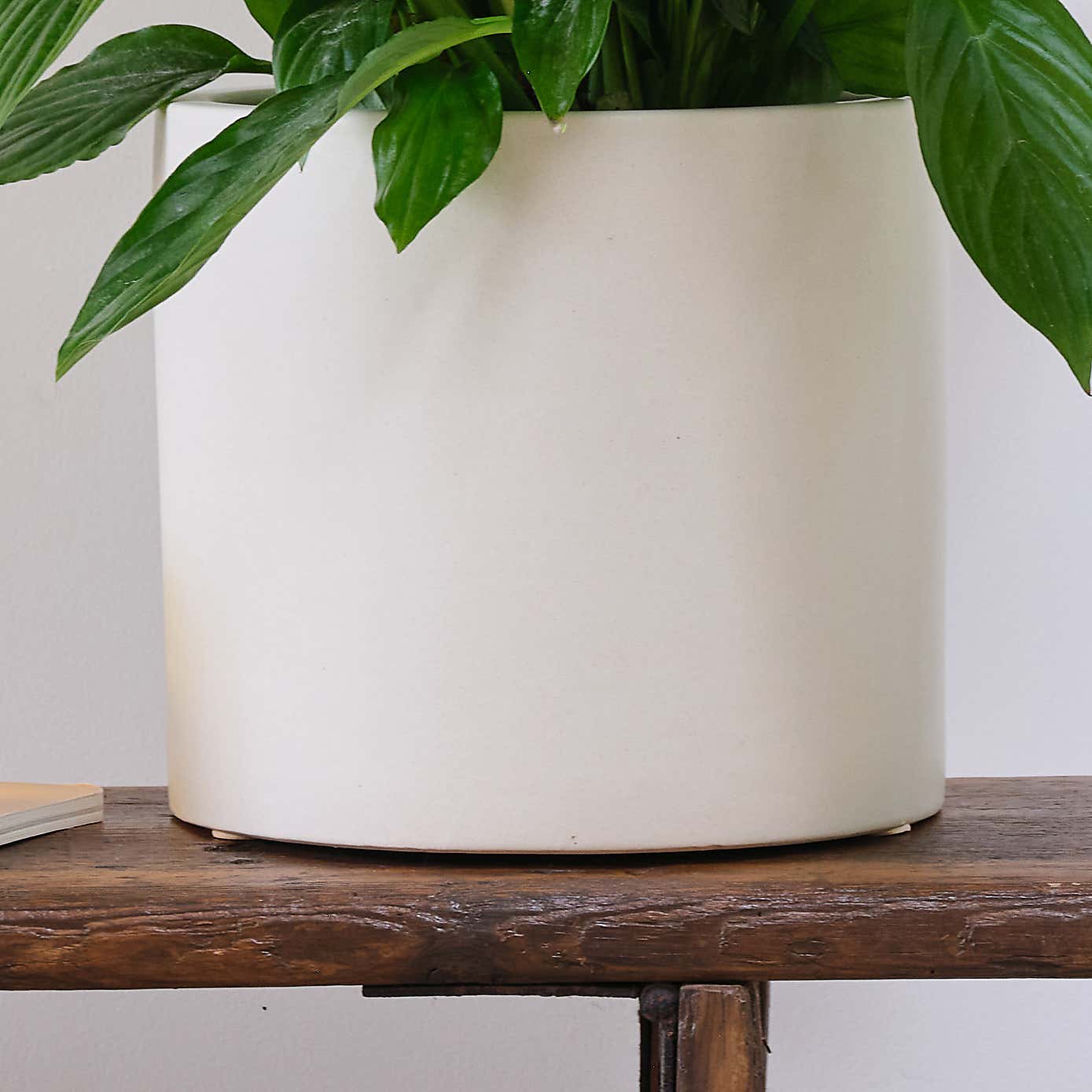 Peace Lily House Plant in Earthenware Pot