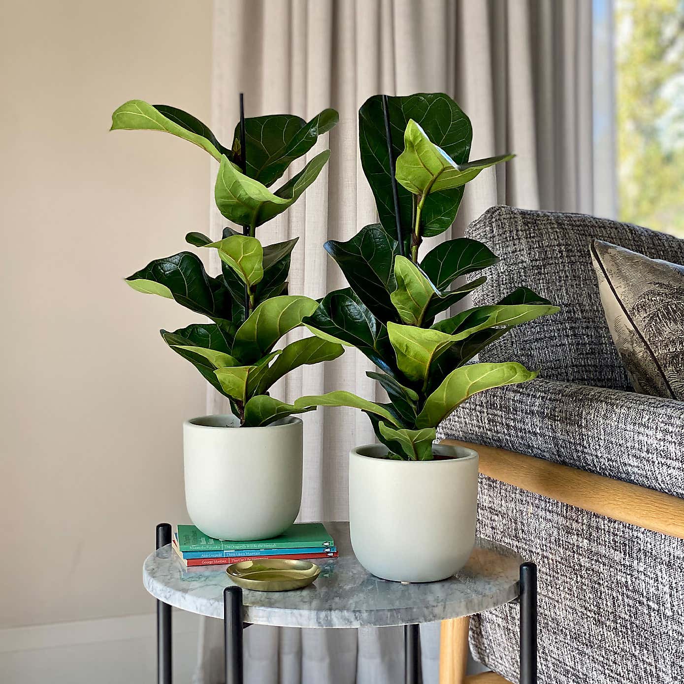 Fiddle Leaf Fig Potted House Plant Bundle