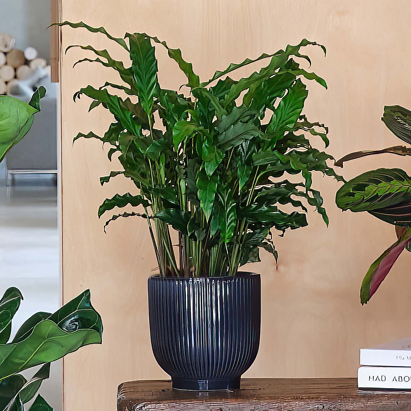 New Home Potted House Plant Bundle