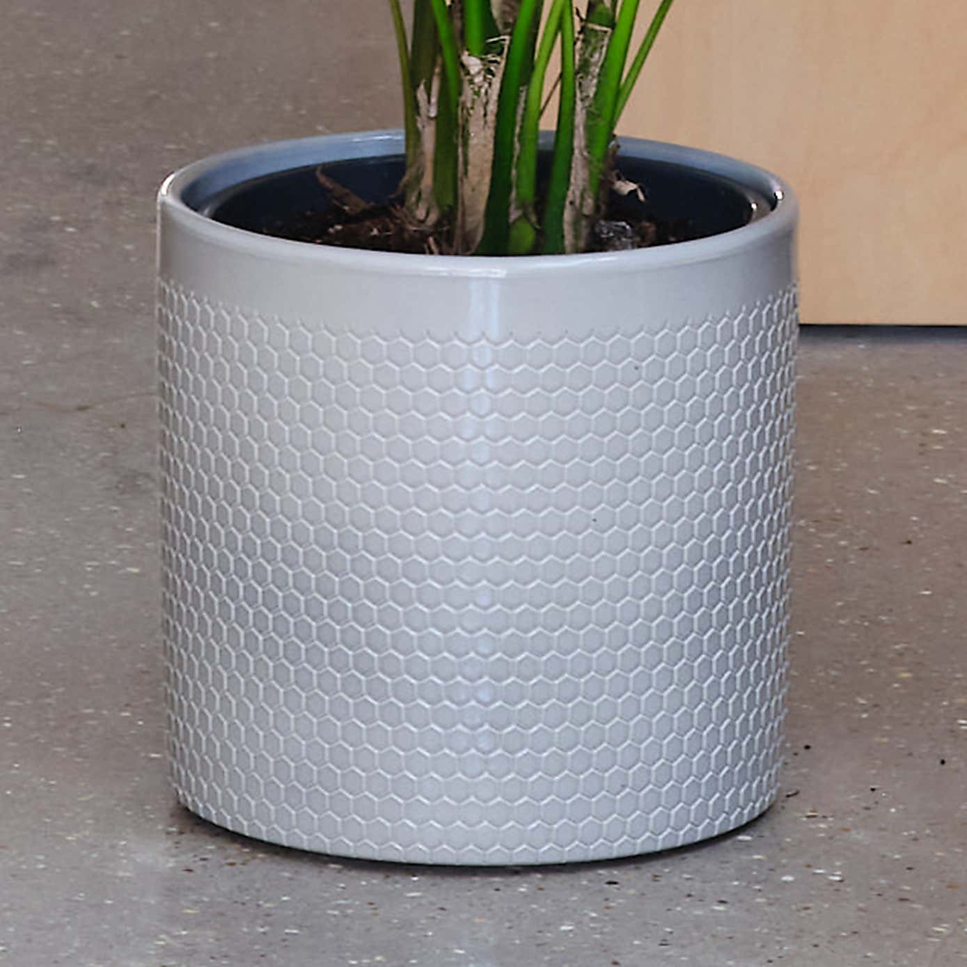 Kentia Palm House Plant in Capri Pot