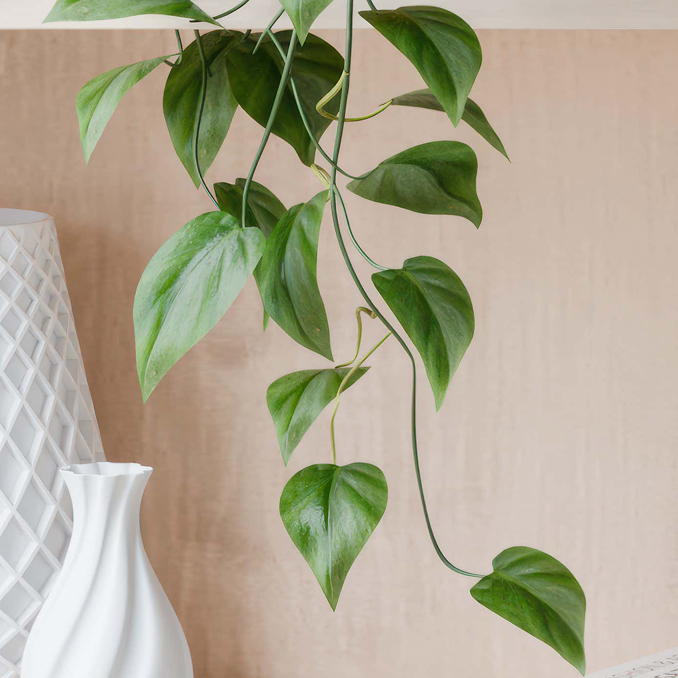 Beards & Daisies Trailing Philodendron Scandens House Plant in Elho Pot