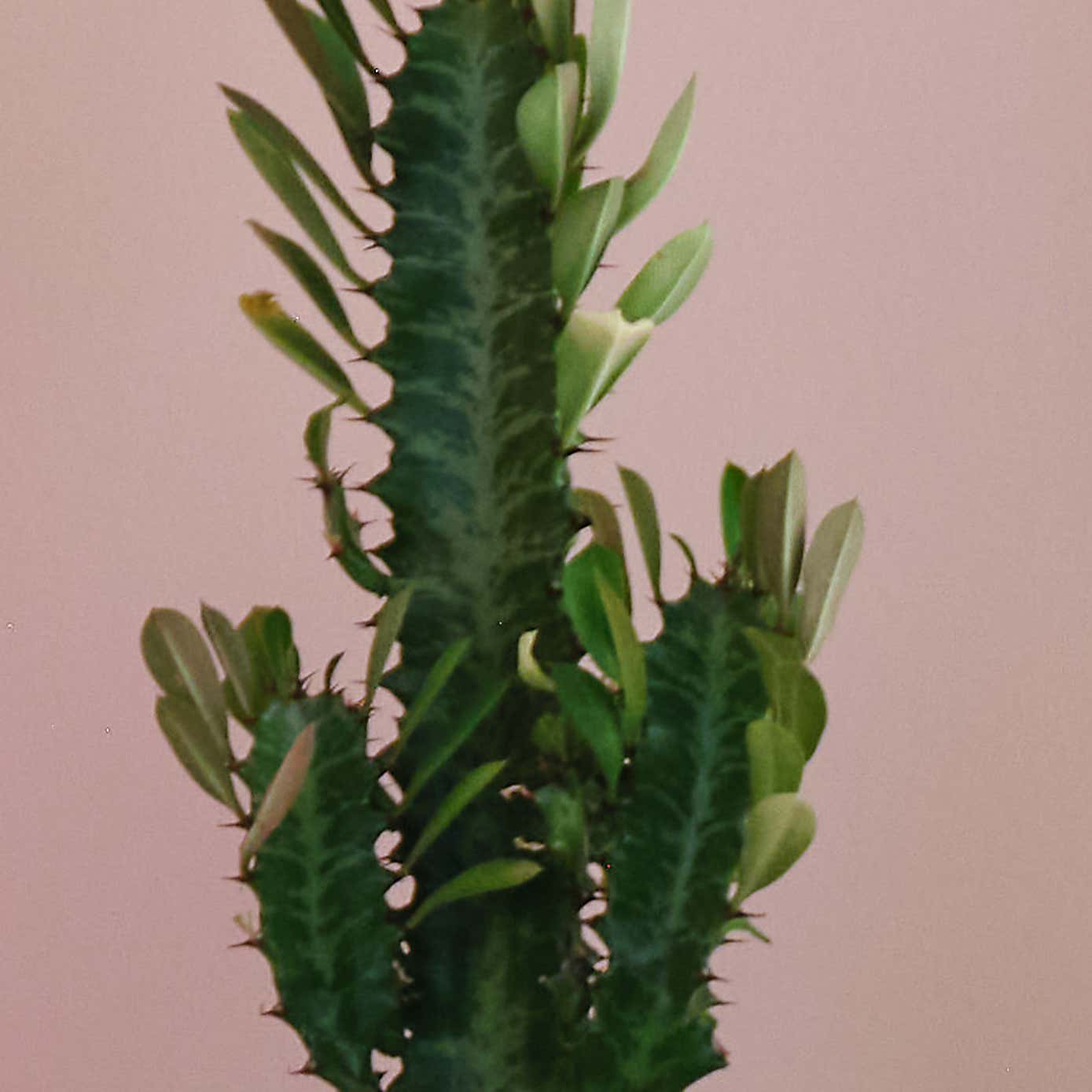 Sunny Potted House Plant Bundle