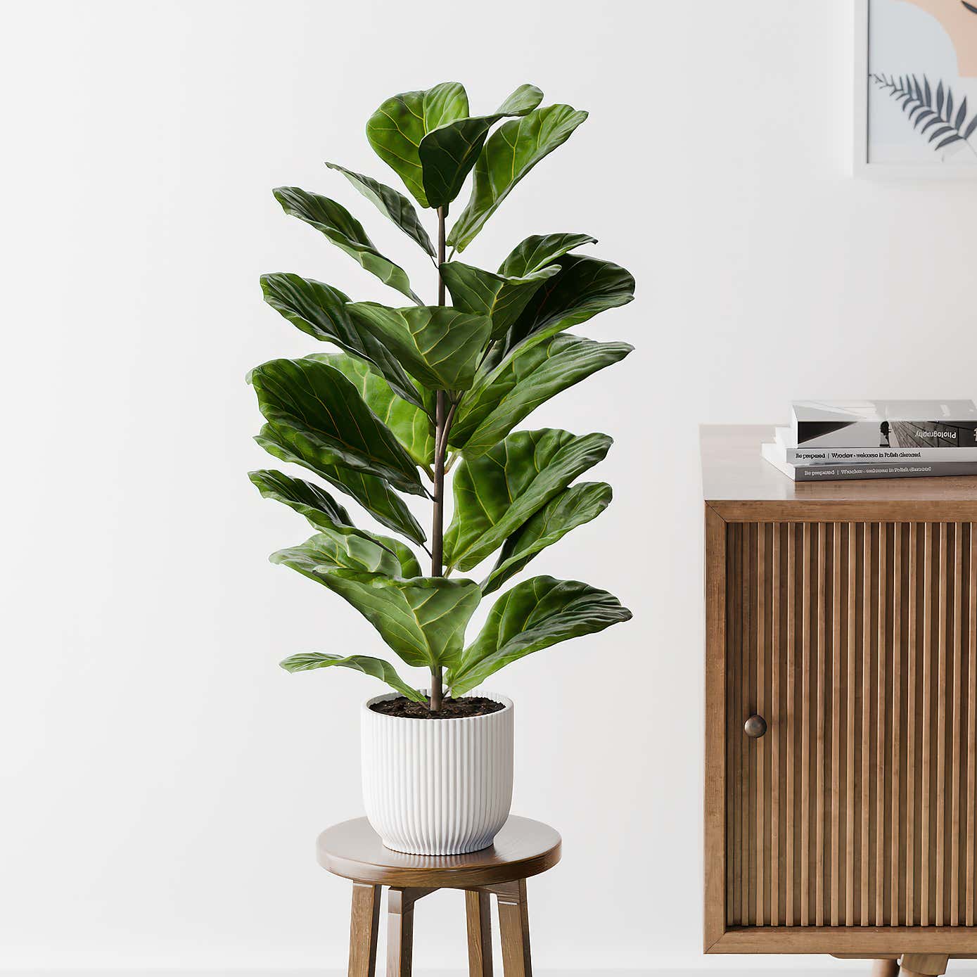 Beards & Daisies Fiddle Leaf Fig House Plant in Elho Pot
