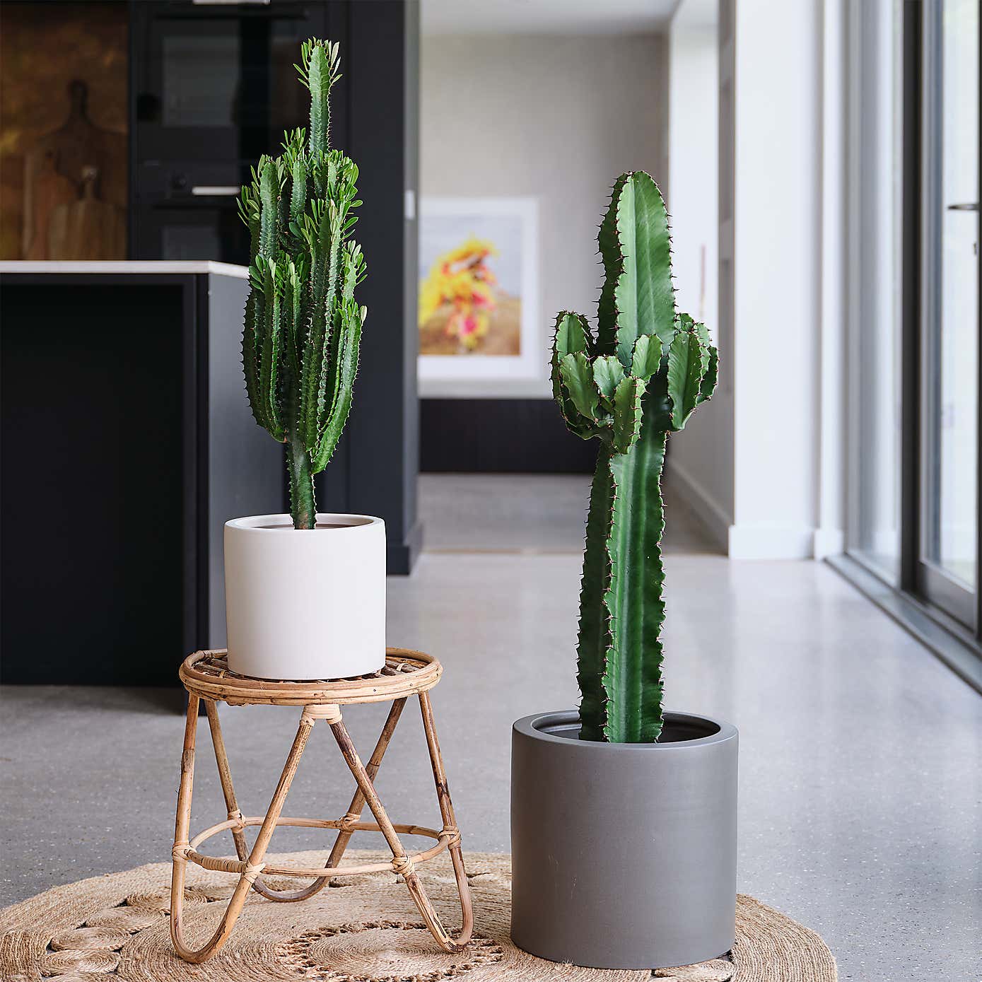 Euphorbia Trigona House Plant in Earthenware Pot