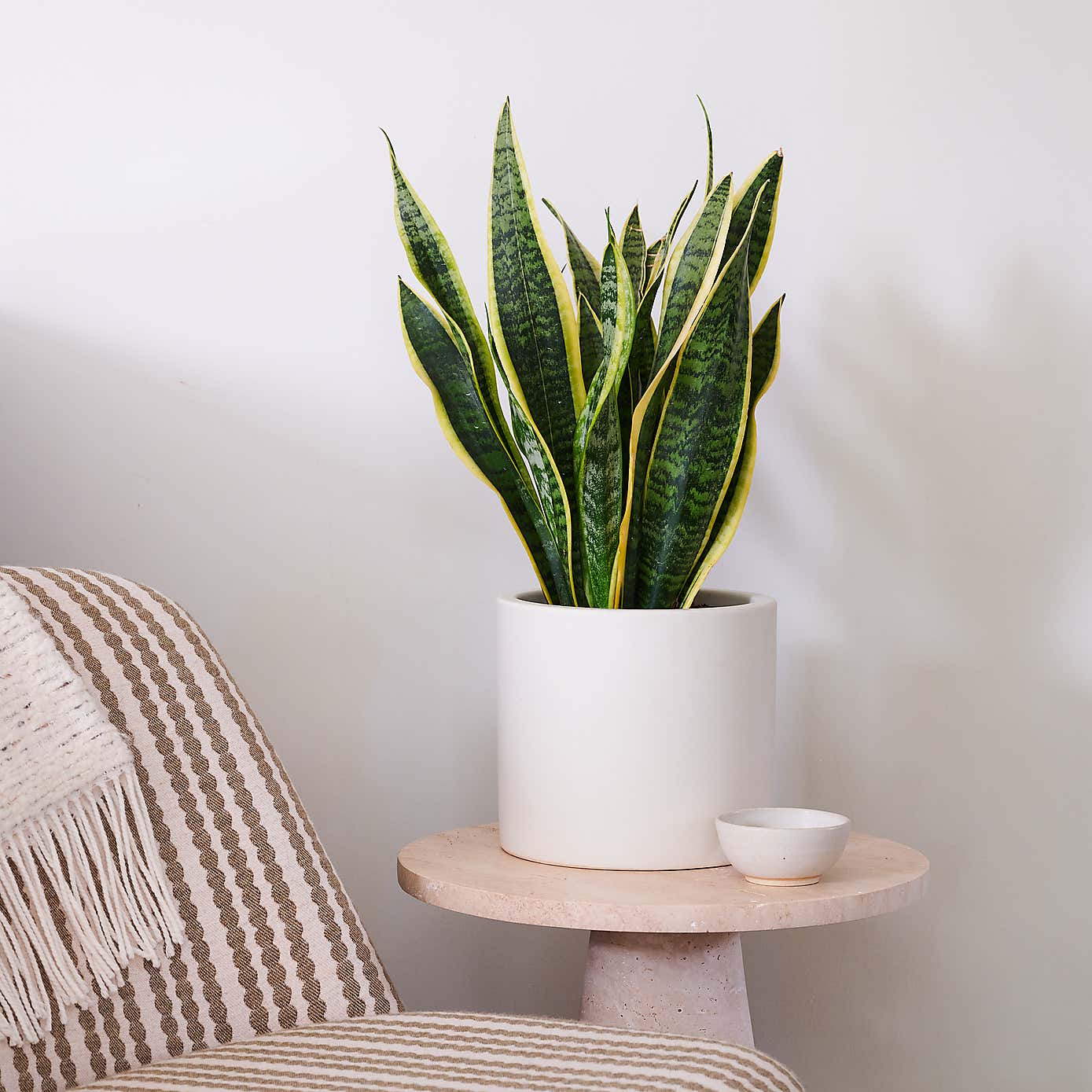 Snake House Plant in Earthenware Pot
