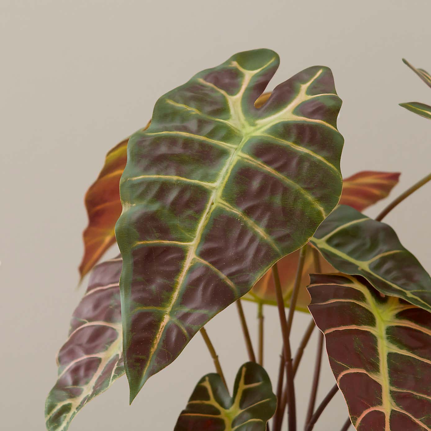 Artificial Alocasia in Ribbed Cream Ceramic Plant Pot