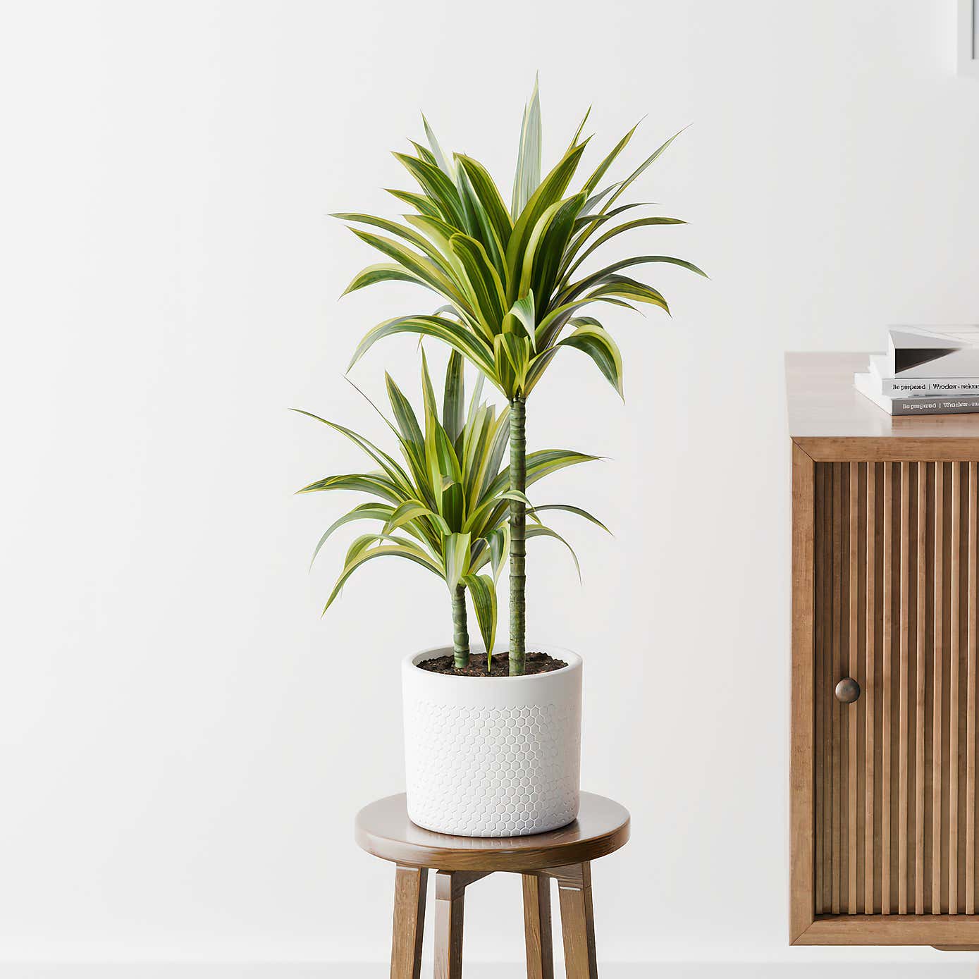 Dracaena Lemon & Lime House Plant in Capri Pot