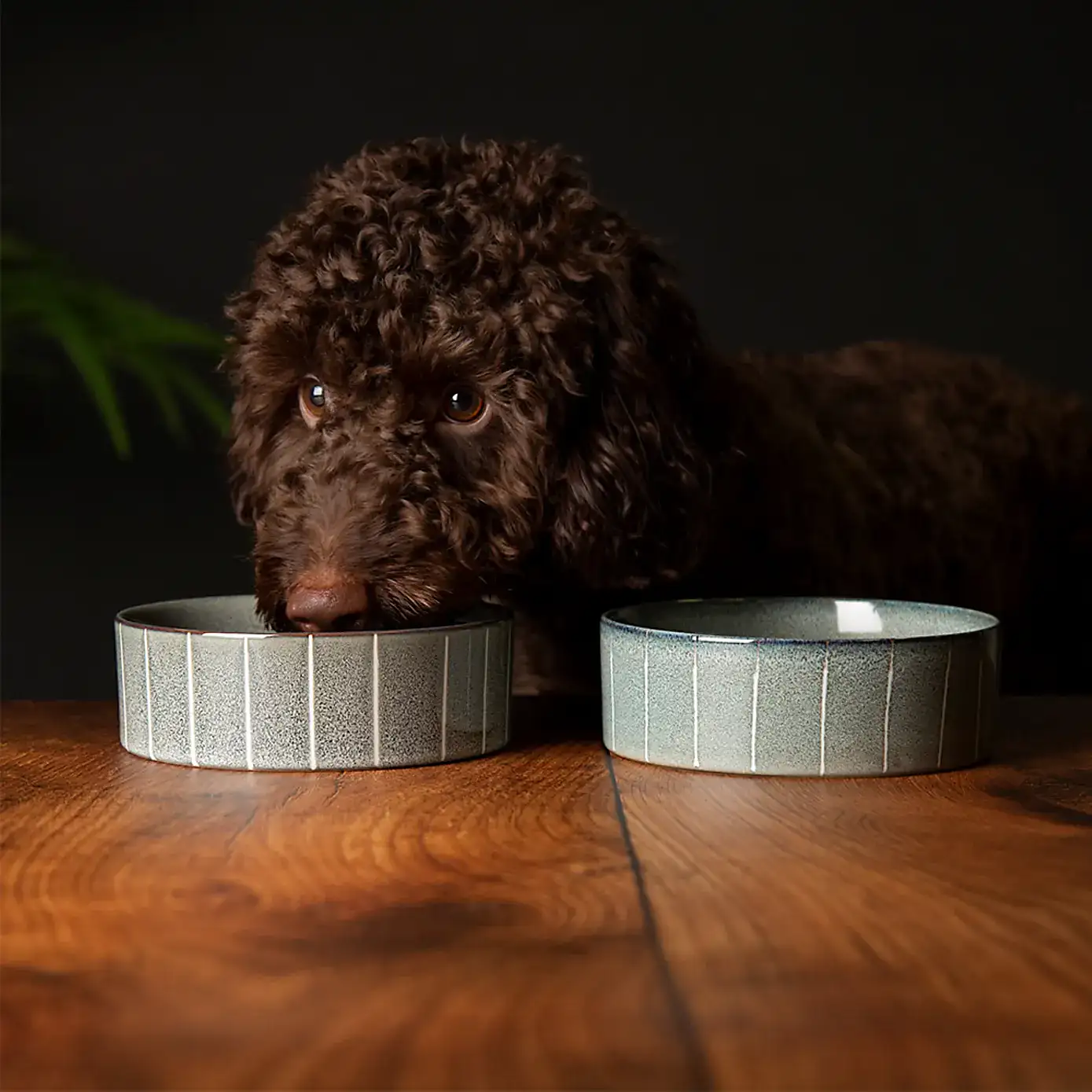 Set of 2 Scruffs Reactive Bowls