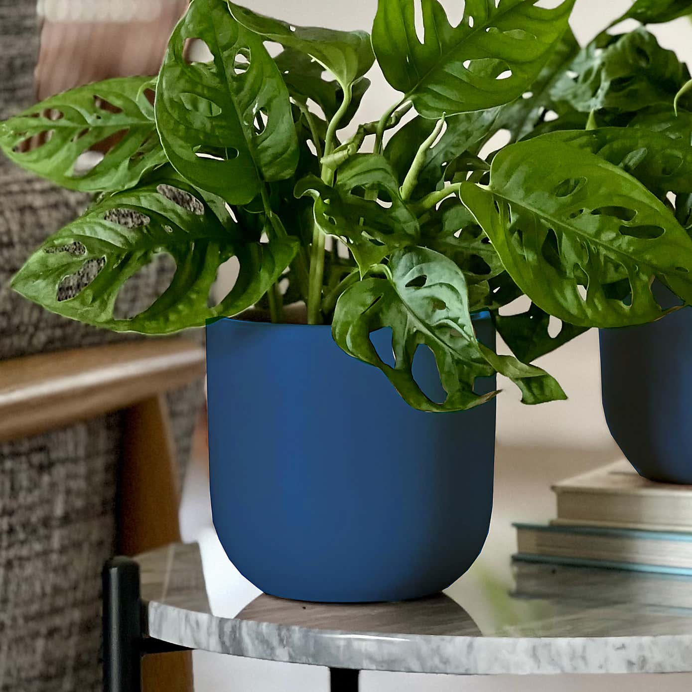 Swiss Cheese Obliqua Potted House Plant Bundle