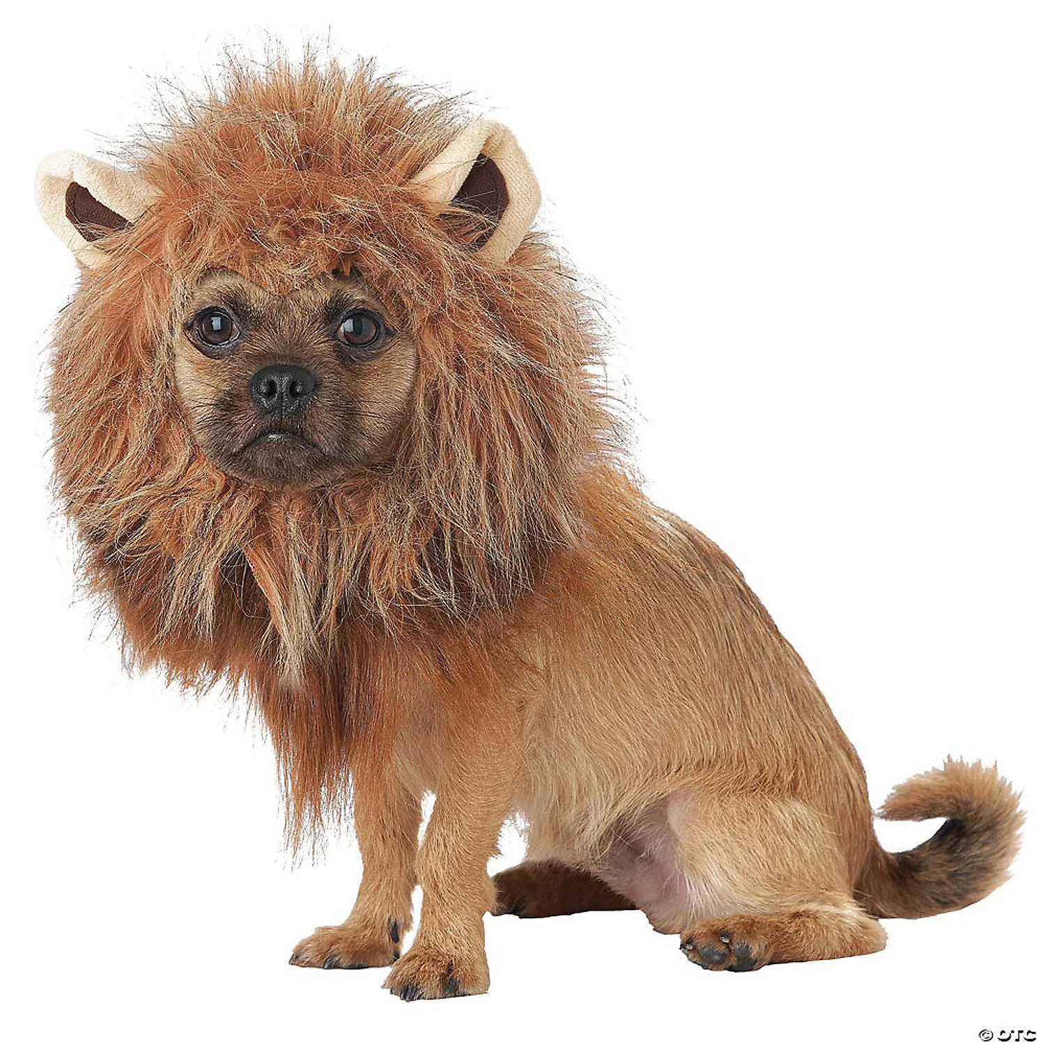 Regal Roar: Lion Mane Dog Costume ????