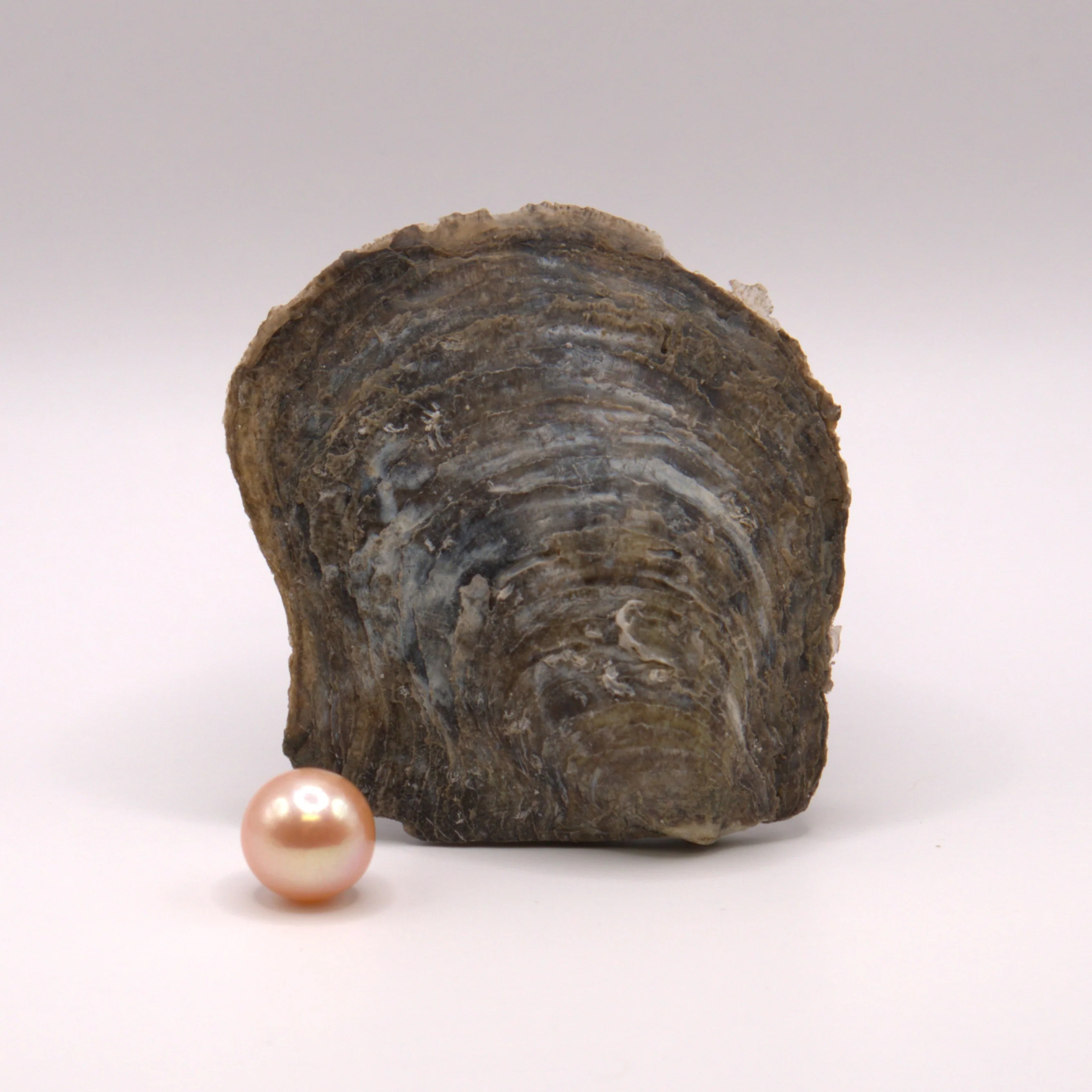 9-12mm Edison Pearl Reveal