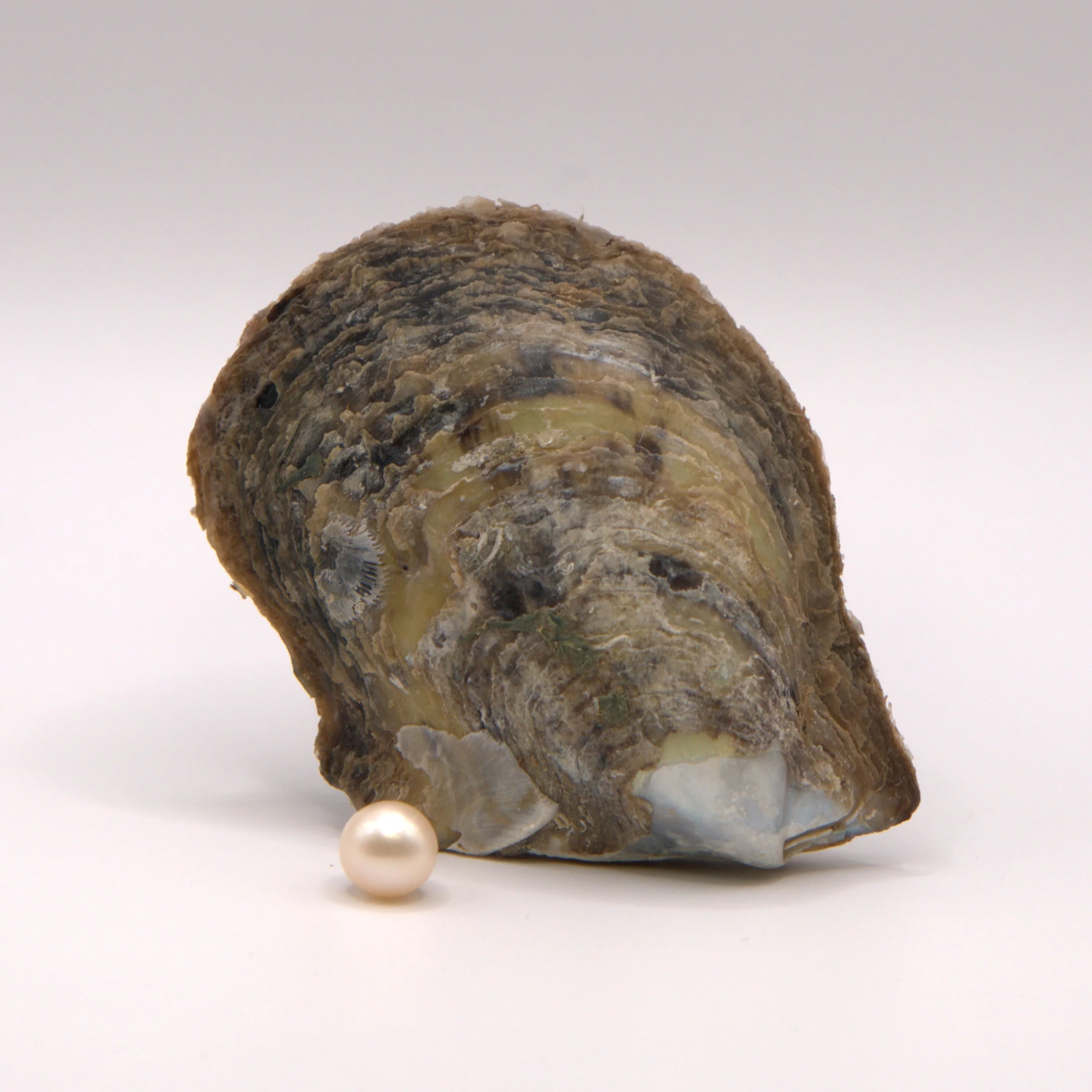 7-8mm Pearl Reveal